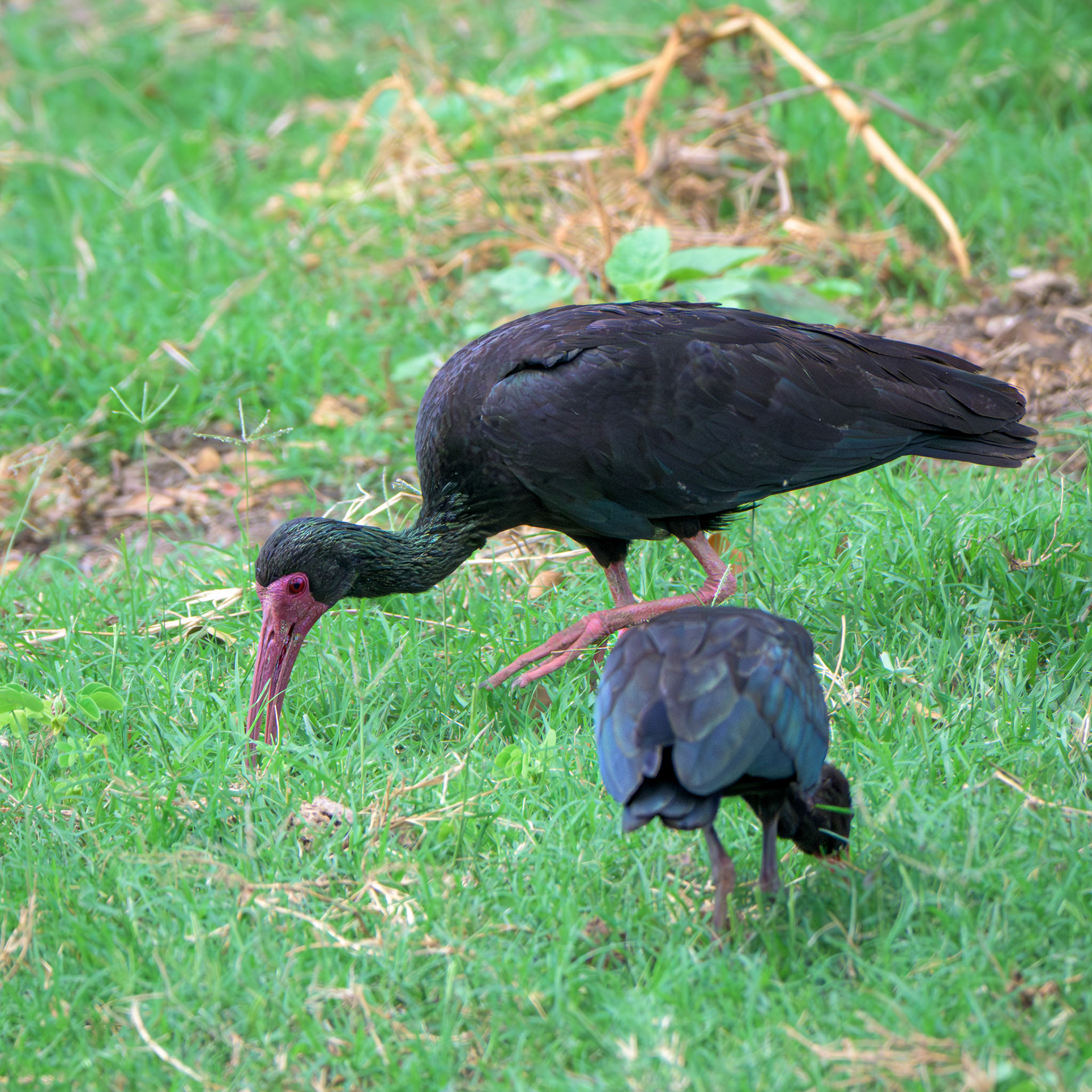 Bare-faced Ibis