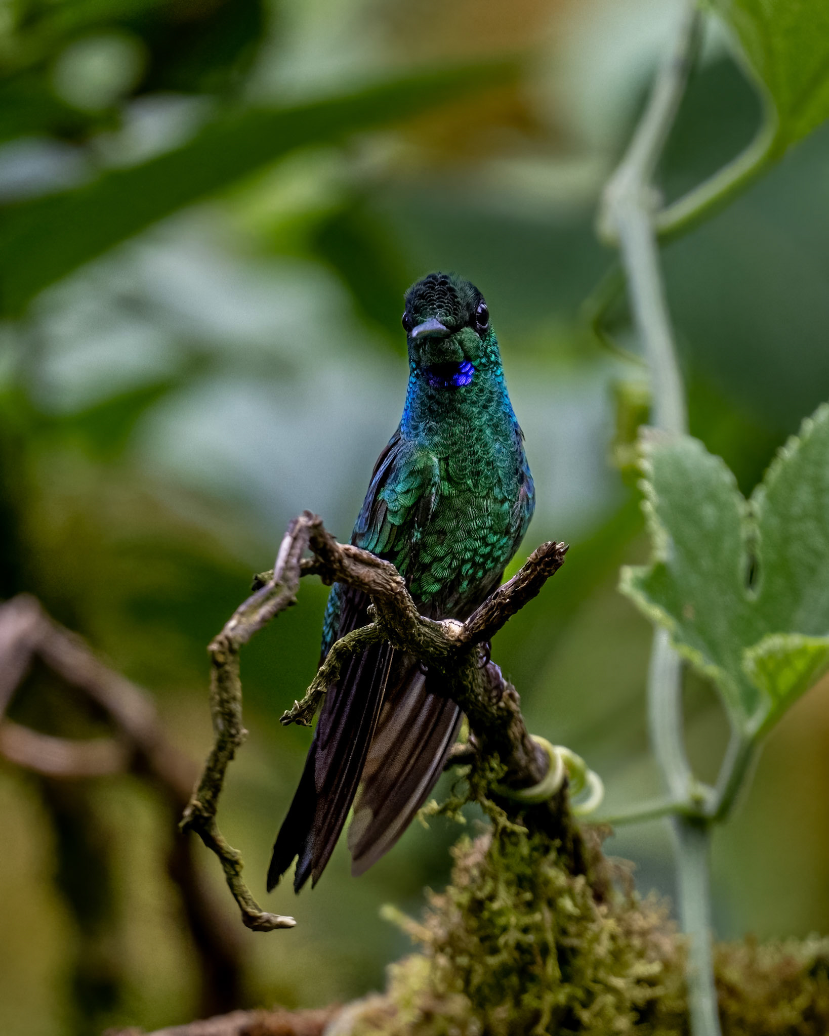 Green-crowned brillian hummingbird