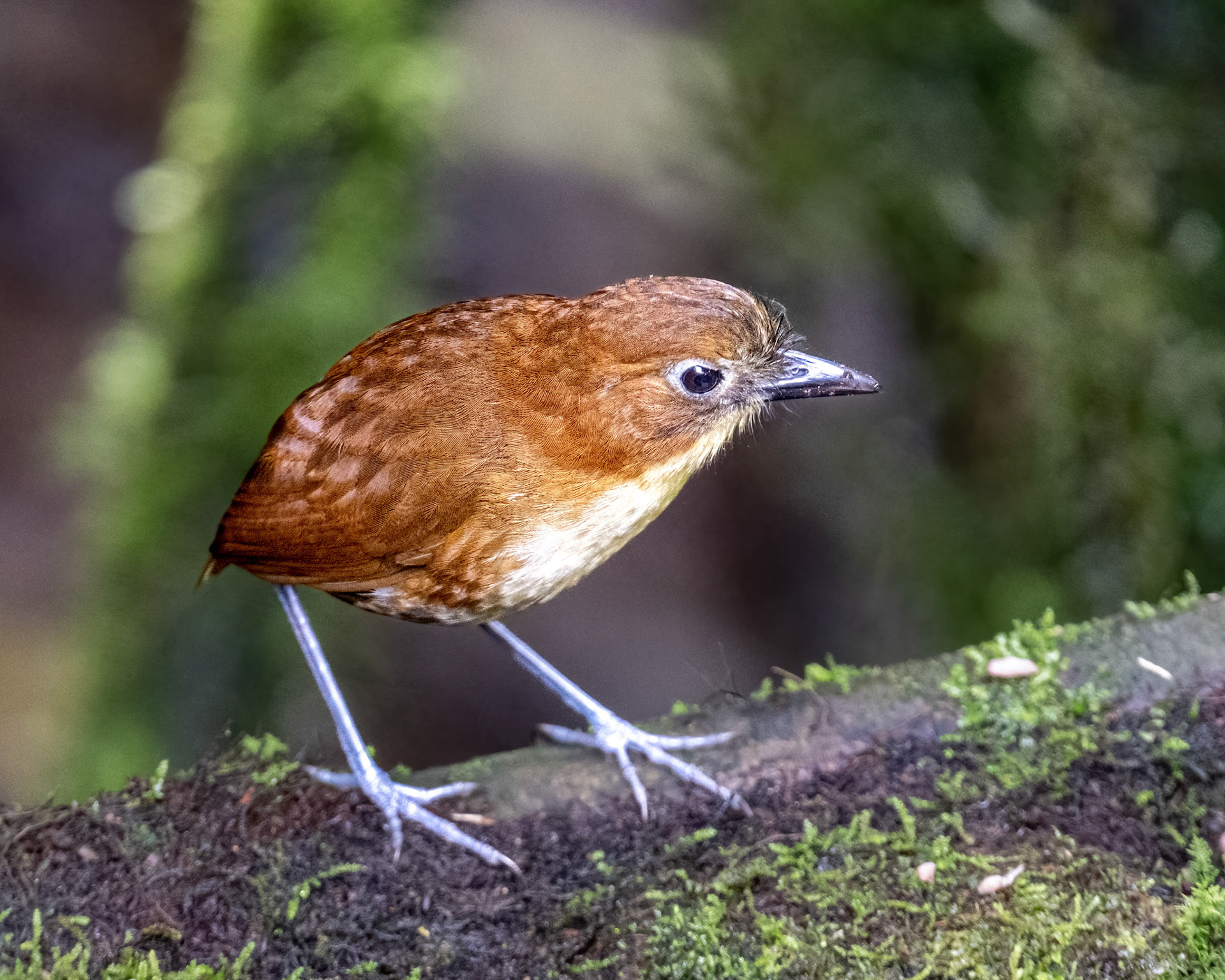 Yellow-breasted antpitta