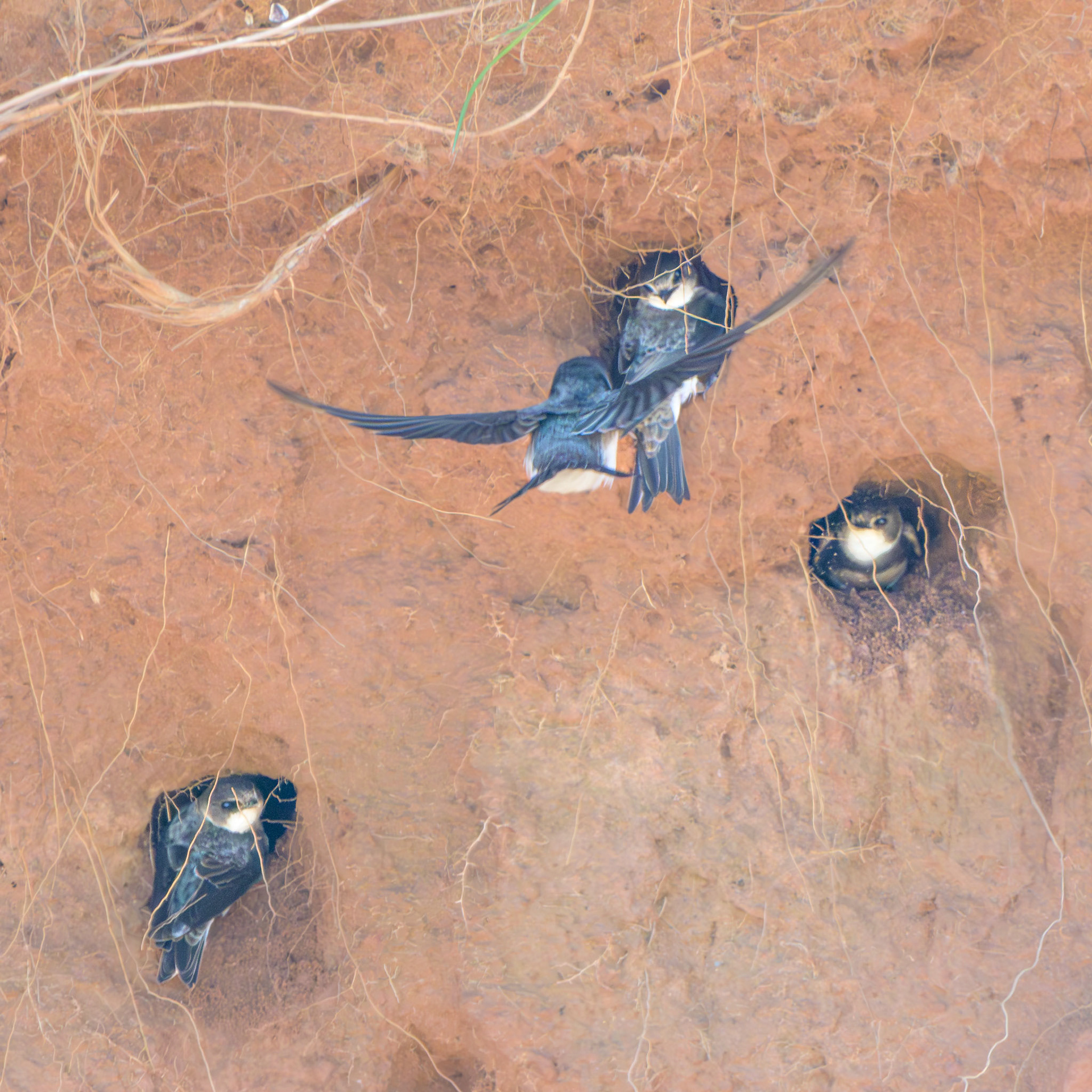Bank Swallow