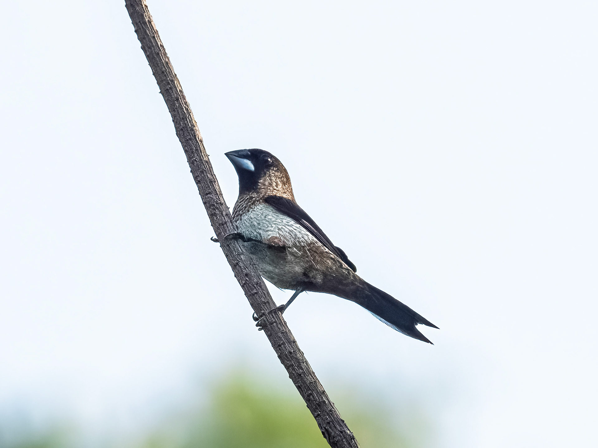 Black-faced Munia