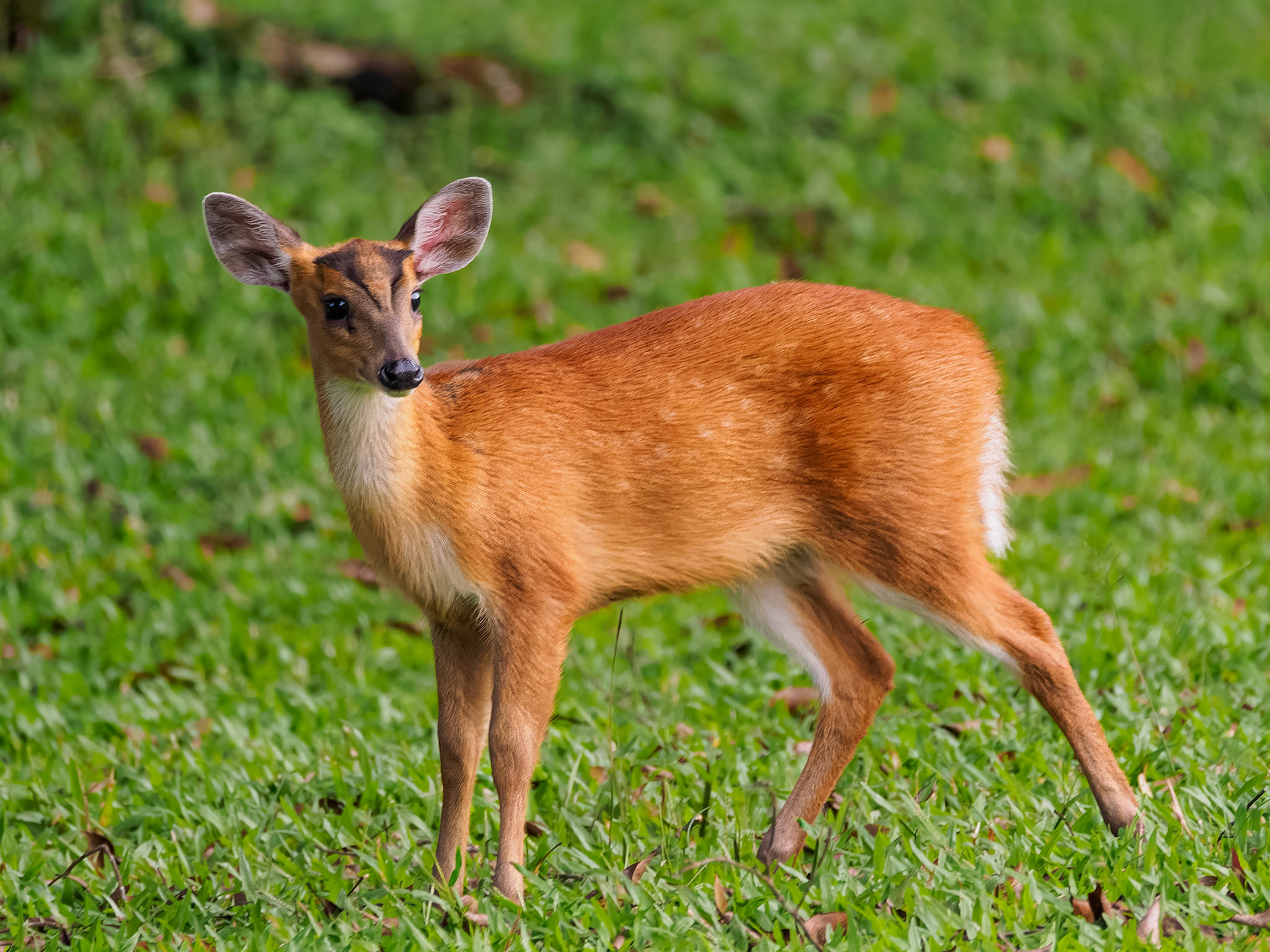 Khao Yai NP - Indian Muntjac