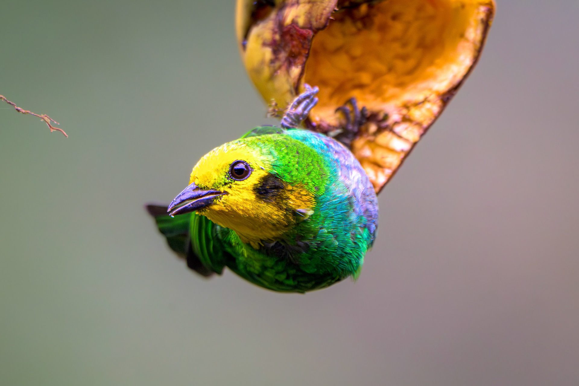 Multicolored Tanager