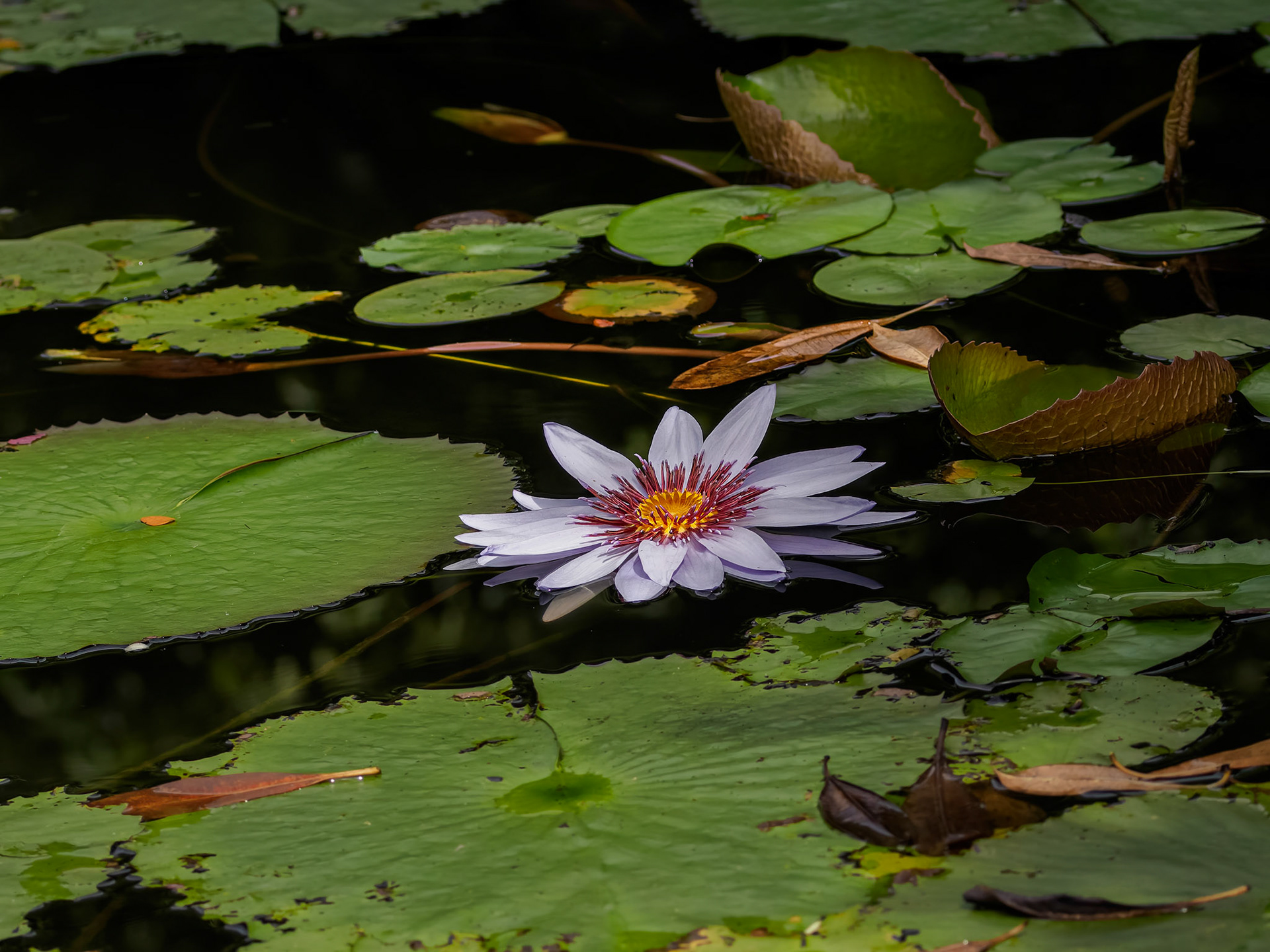 Bangkok Queen Sirikit Park 