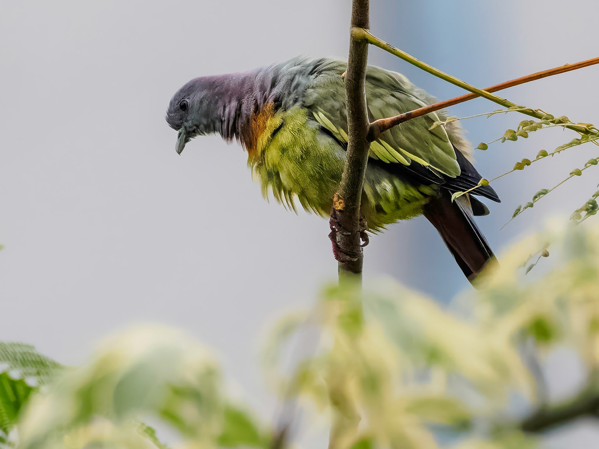 Pink-necked Green Pigeon