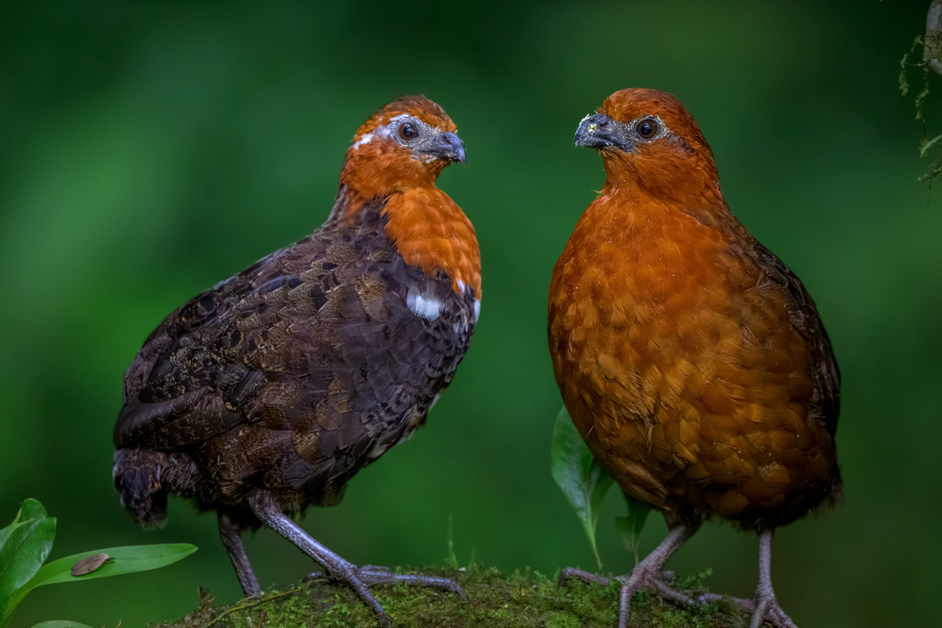 Chestnut Wood-quail