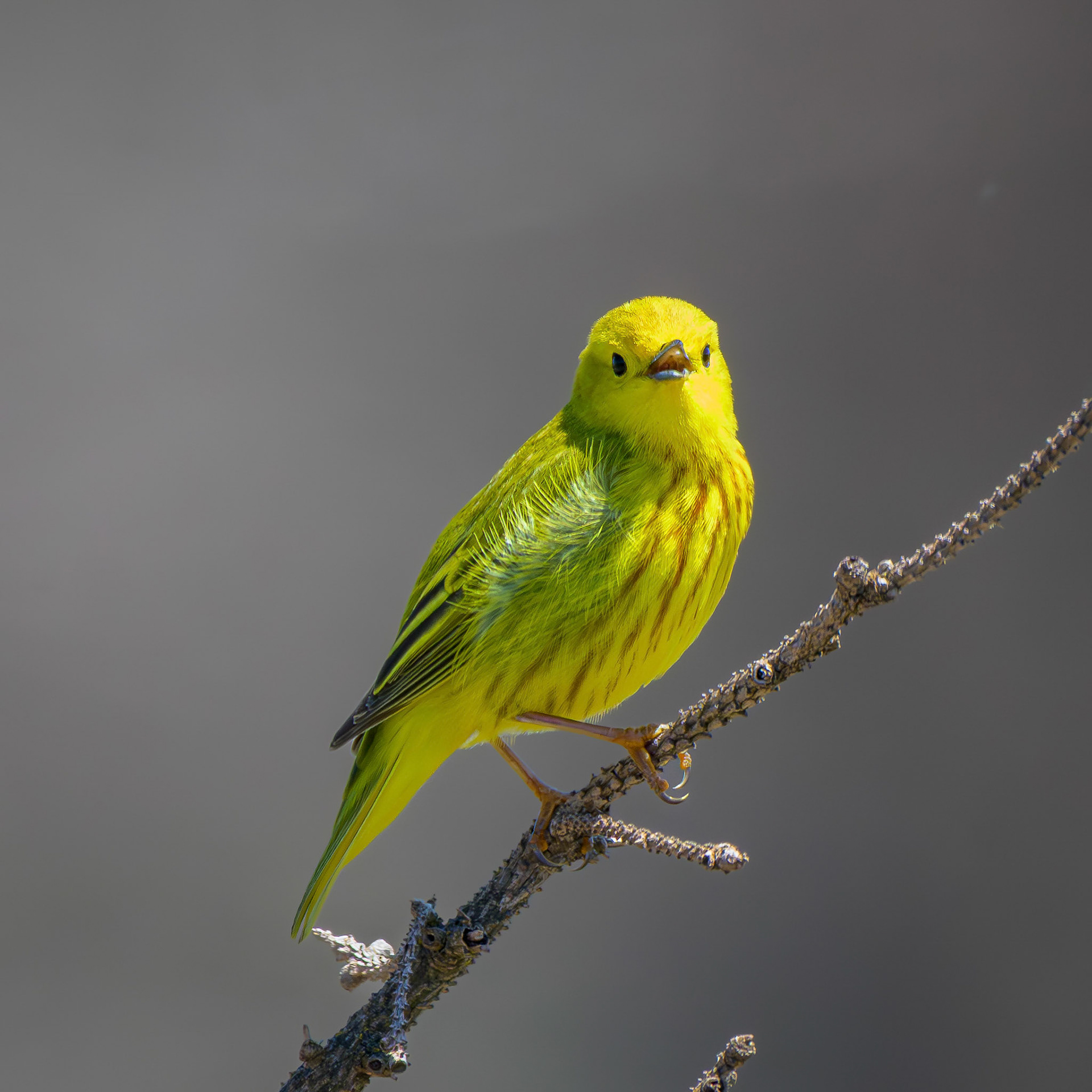Yellow Warbler