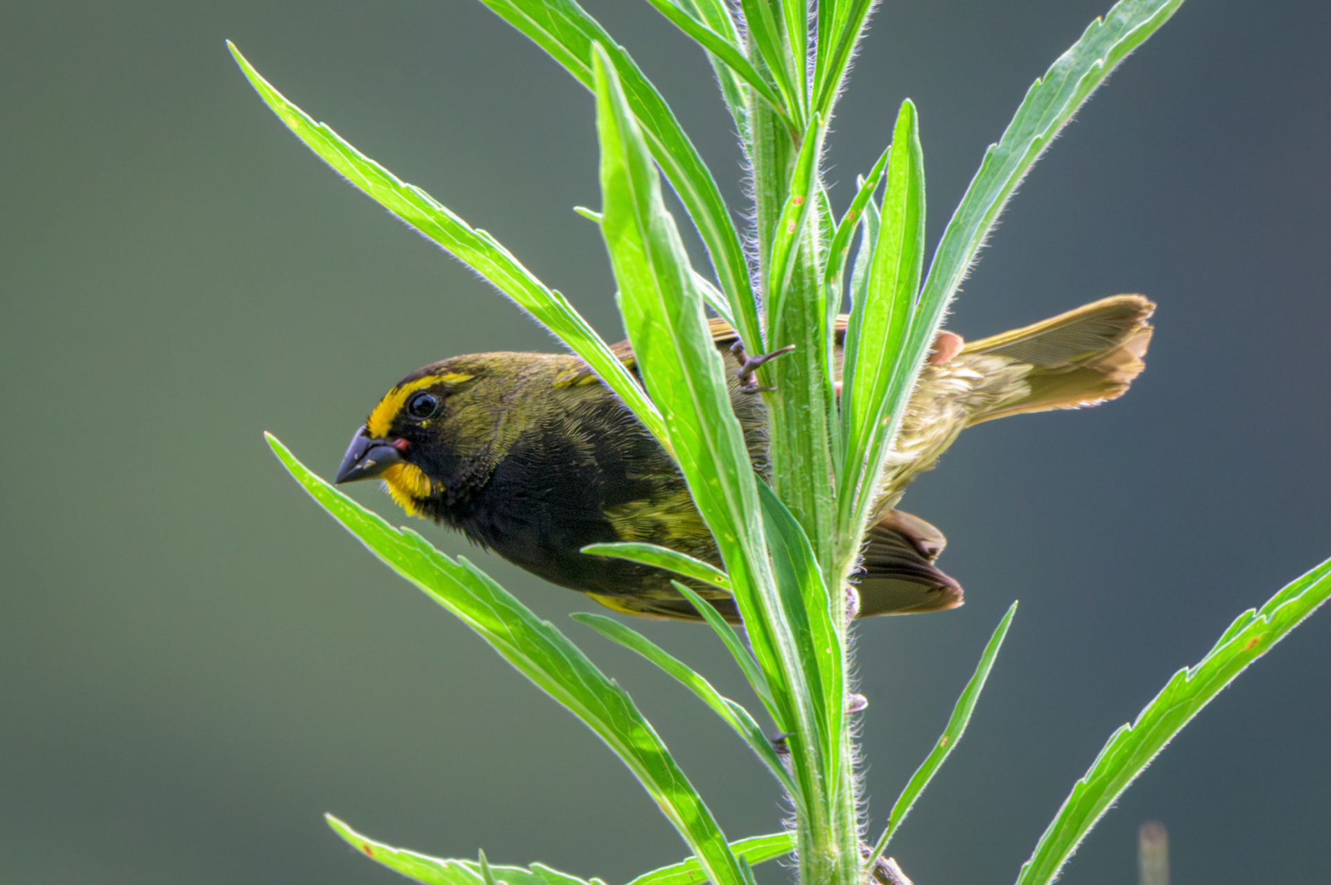 Yellow-faced Grassquit