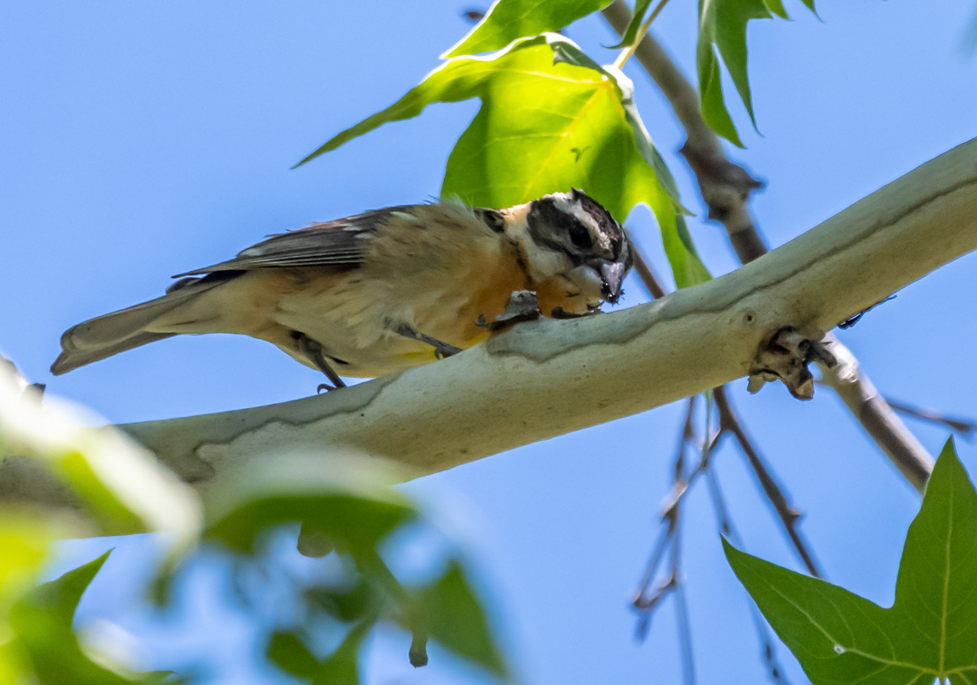 Black-headed grosbeak