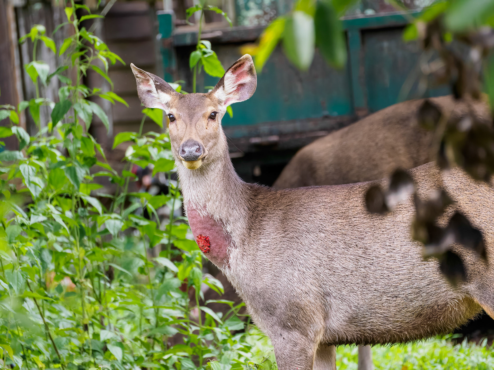 Khao Yai NP - Sambar deer