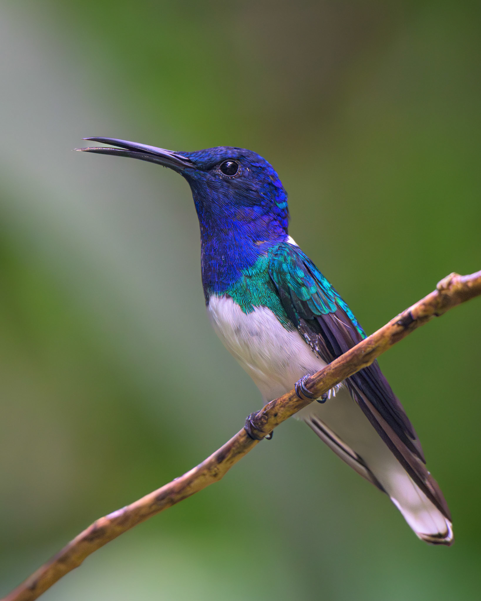 White-necked Jacobin