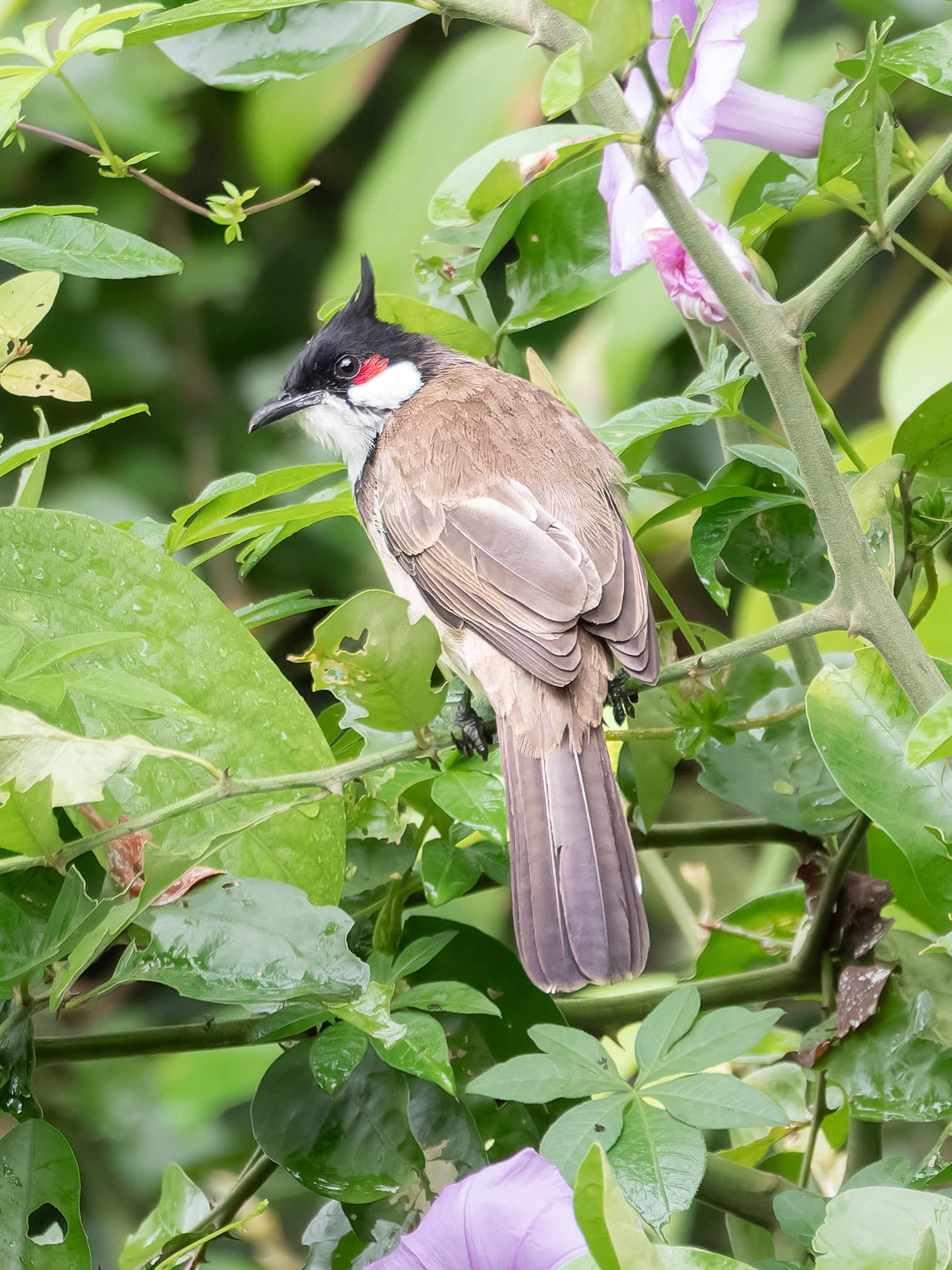 Red-whiskered Bulbul