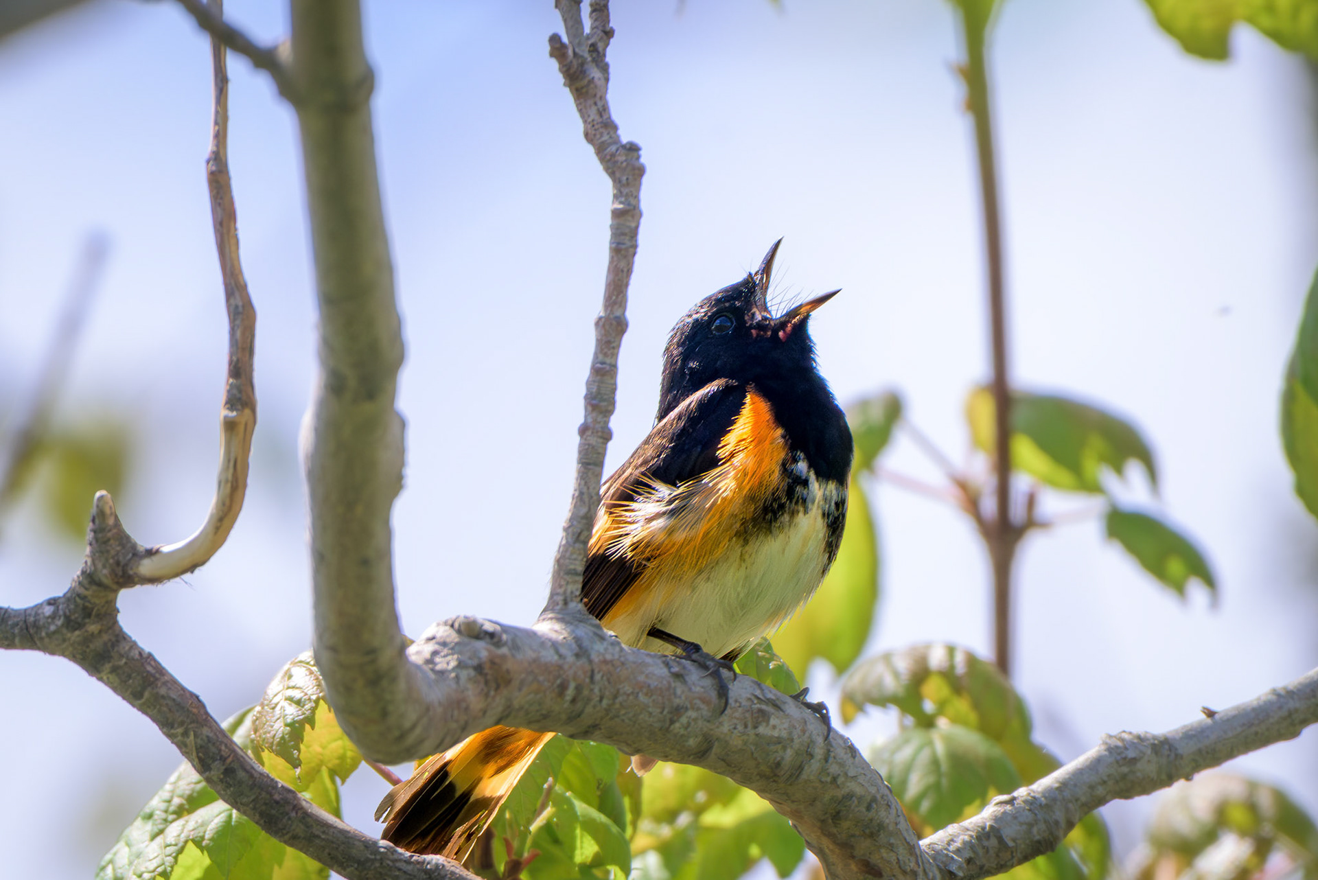 American Redstart