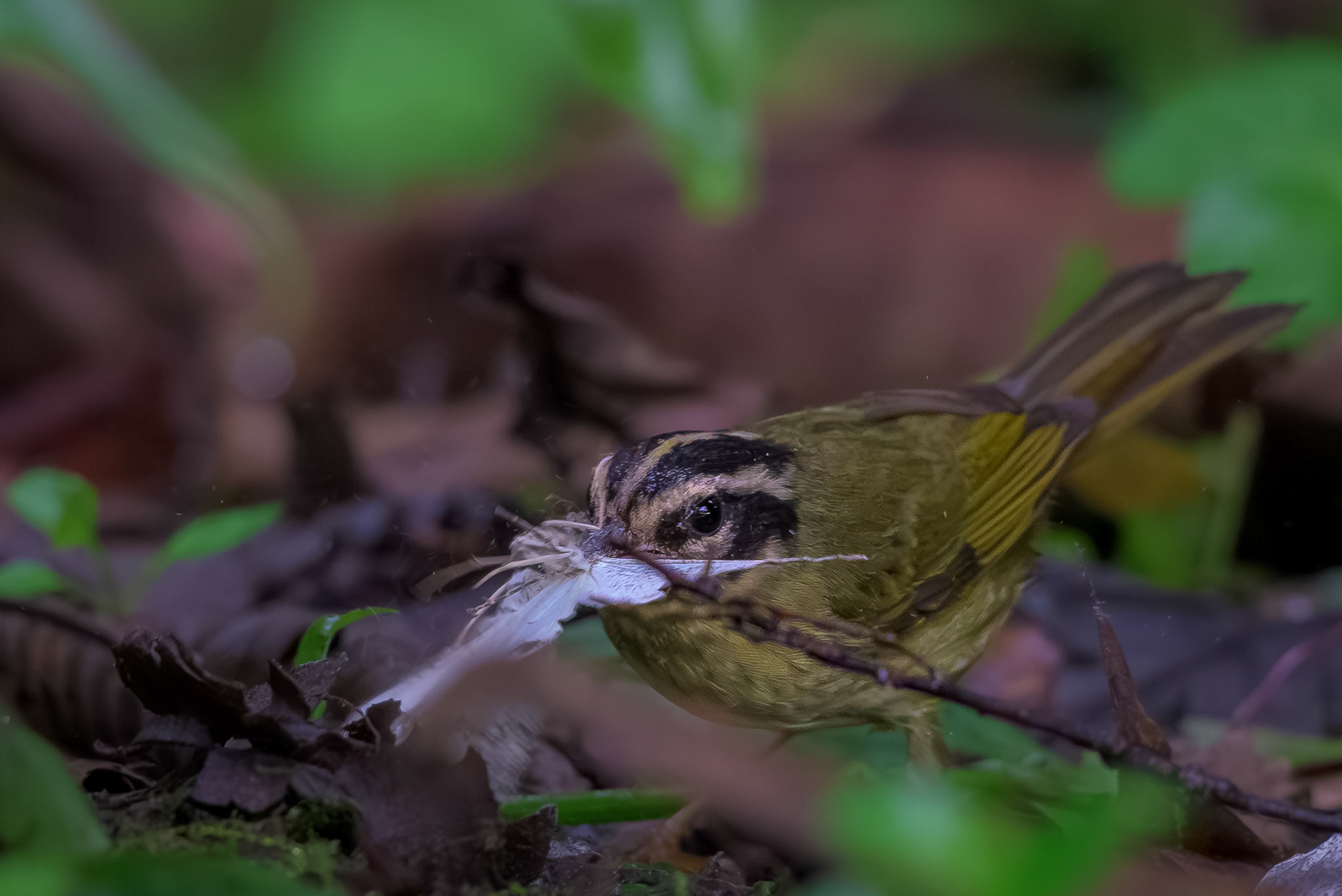 Three-striped Warbler