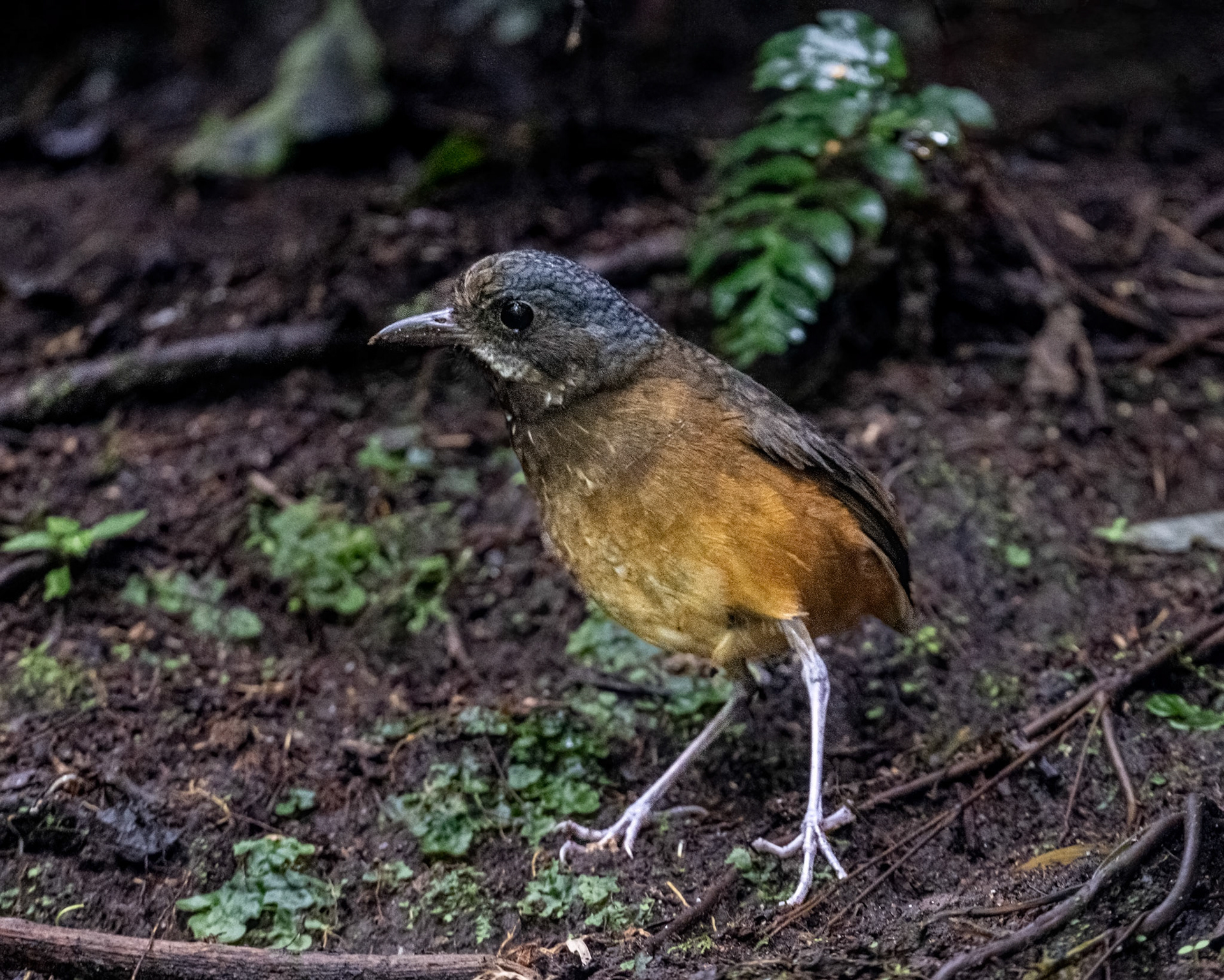 Moustached antpitta