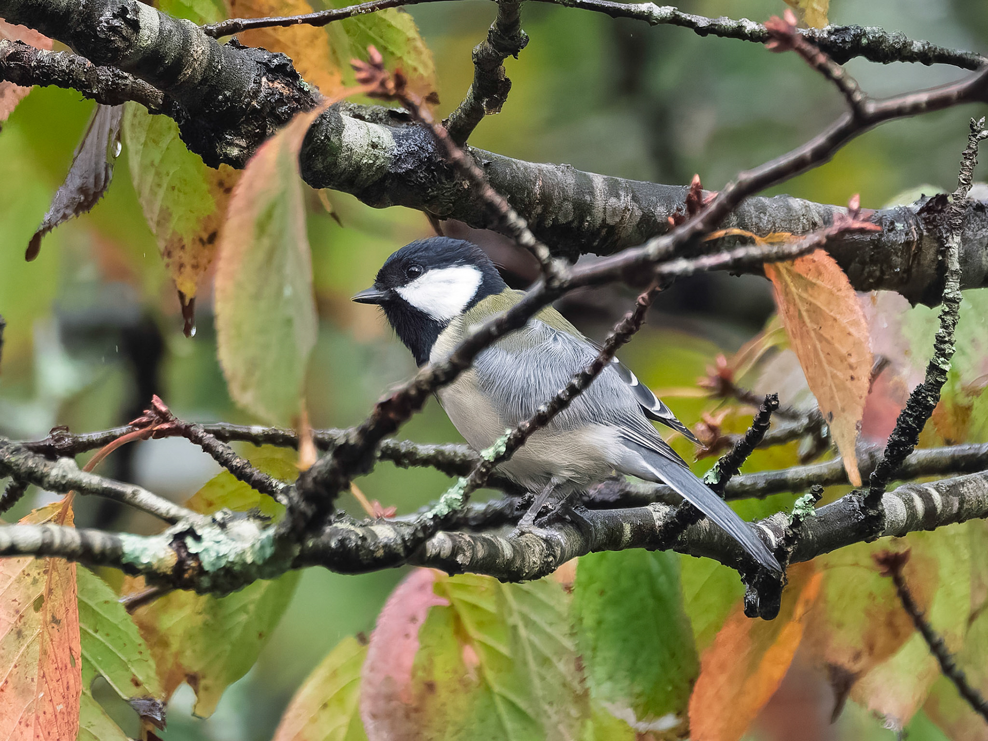 Japanese Tit