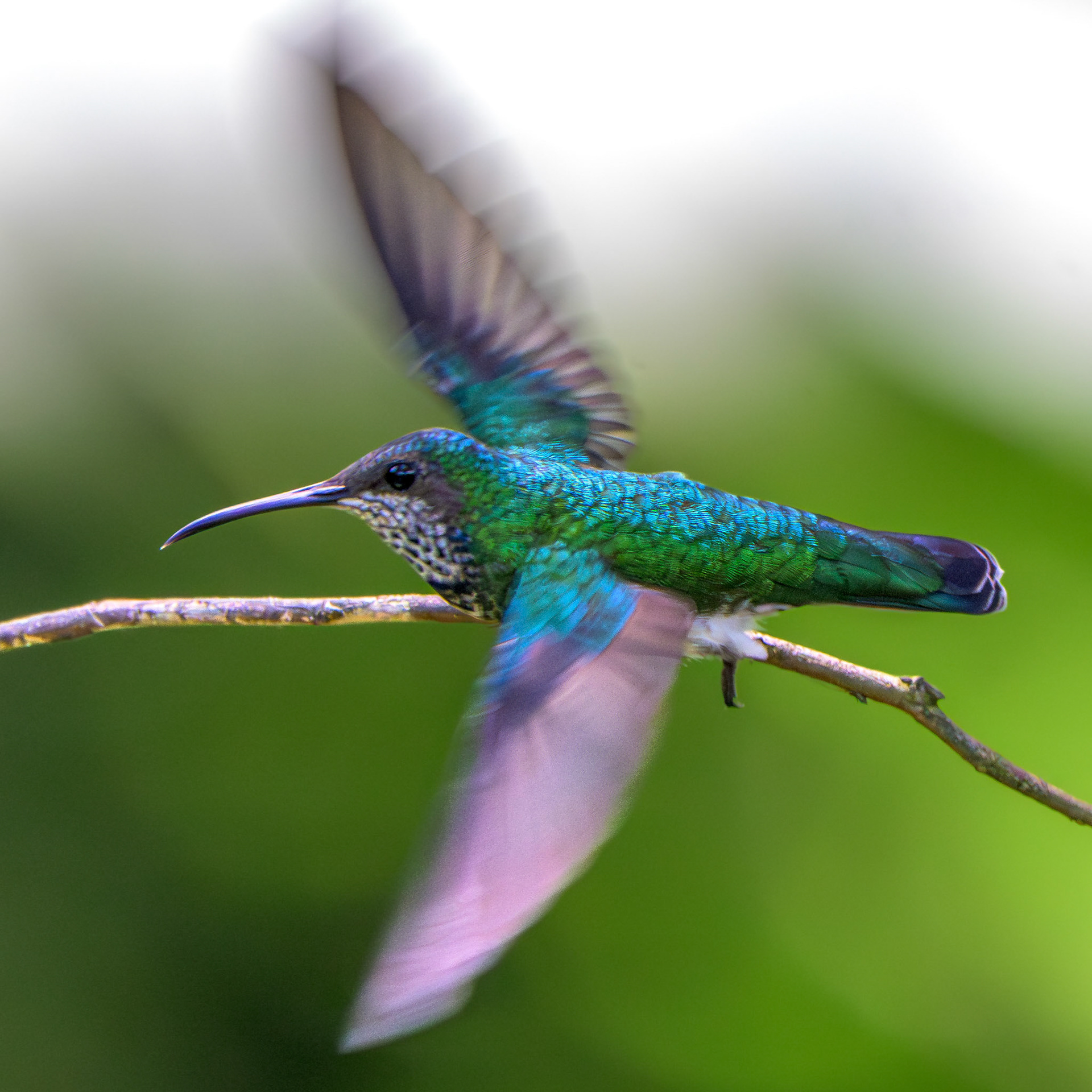 White-necked Jacobin (female)