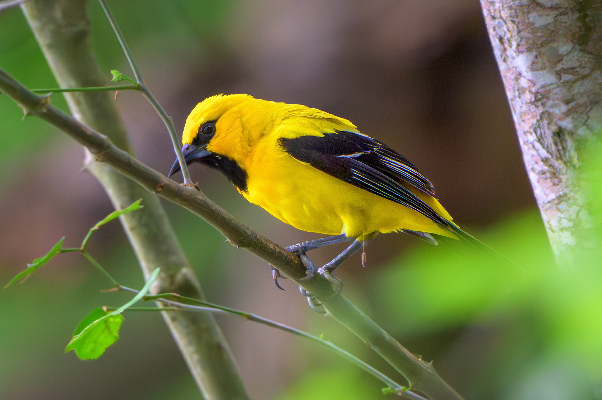 Yellow Oriole
