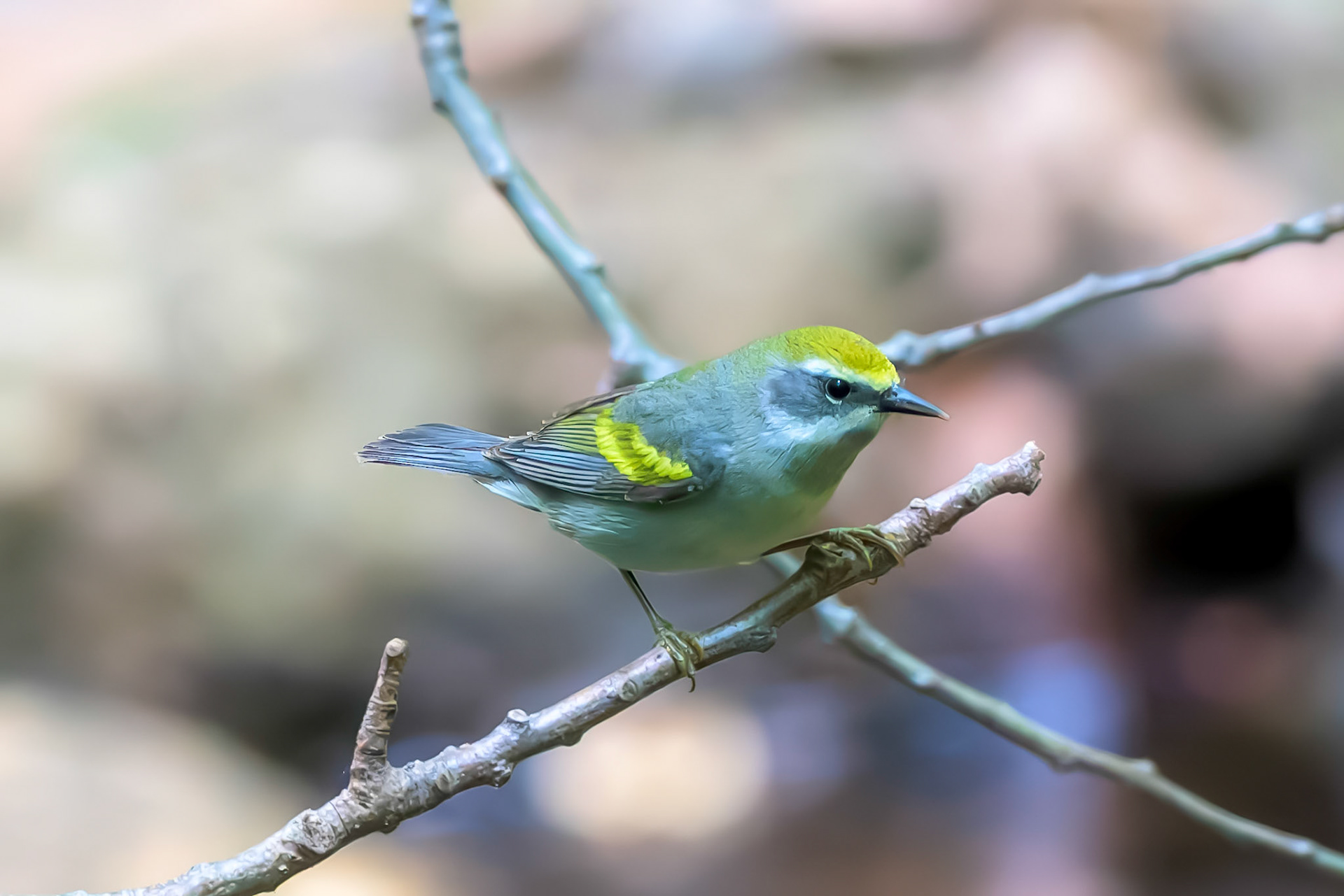 Golden-winged warbler