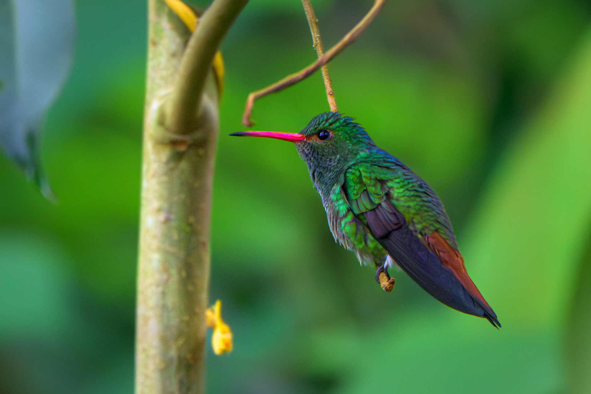 Rufous-tailed Hummingbird