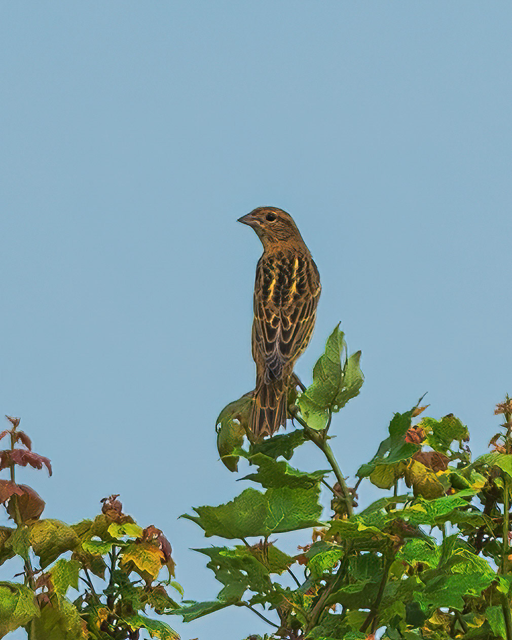 Bobolink