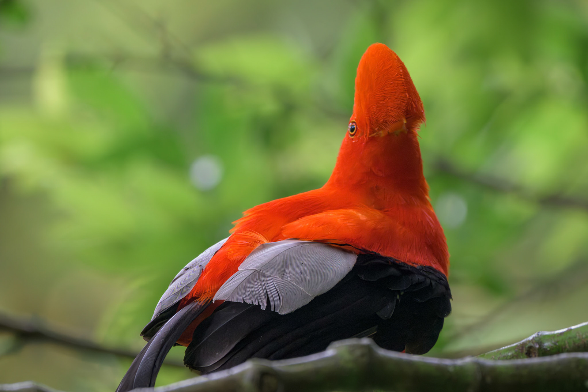 Andean Cock of the Rock