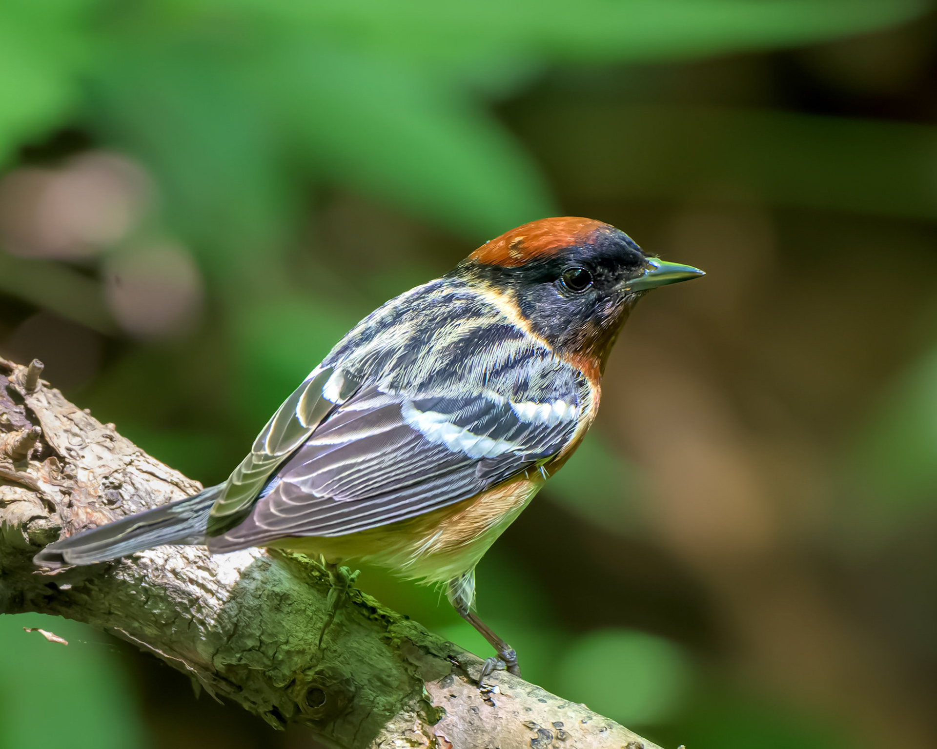 Bay-breasted warbler