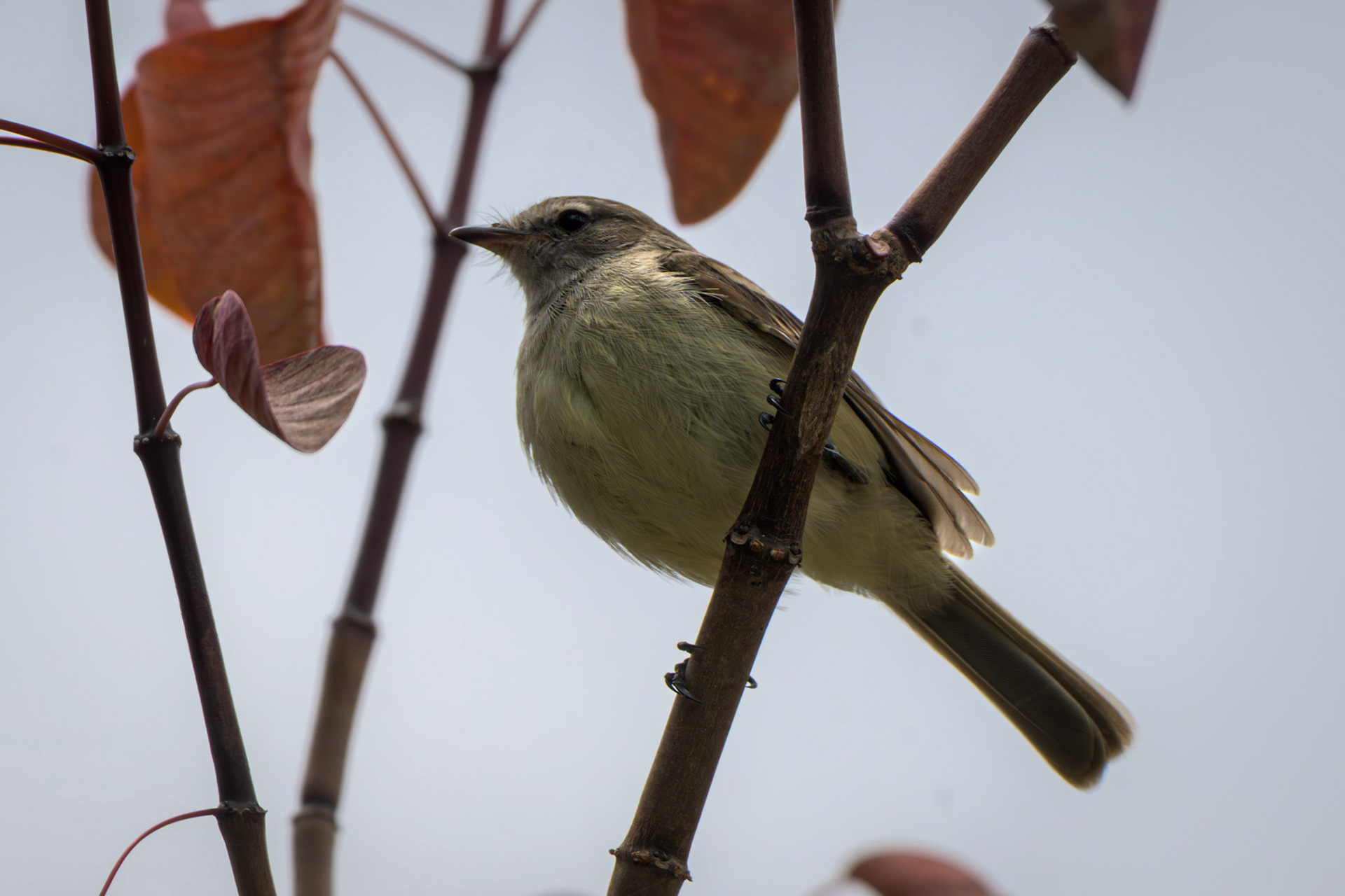 Mouse-colored Tyrannulet