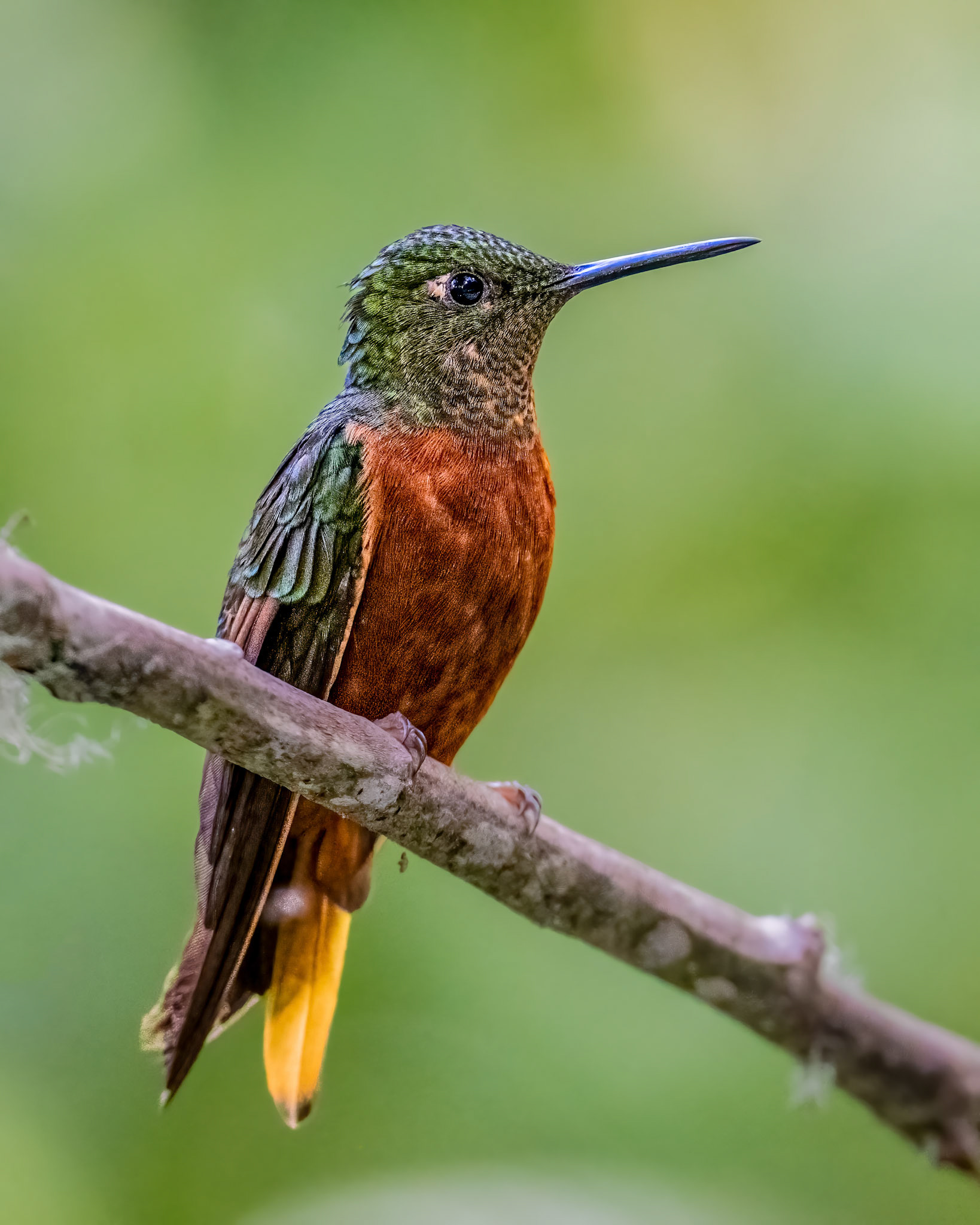 Chestnut-breasted coronet hummingbird