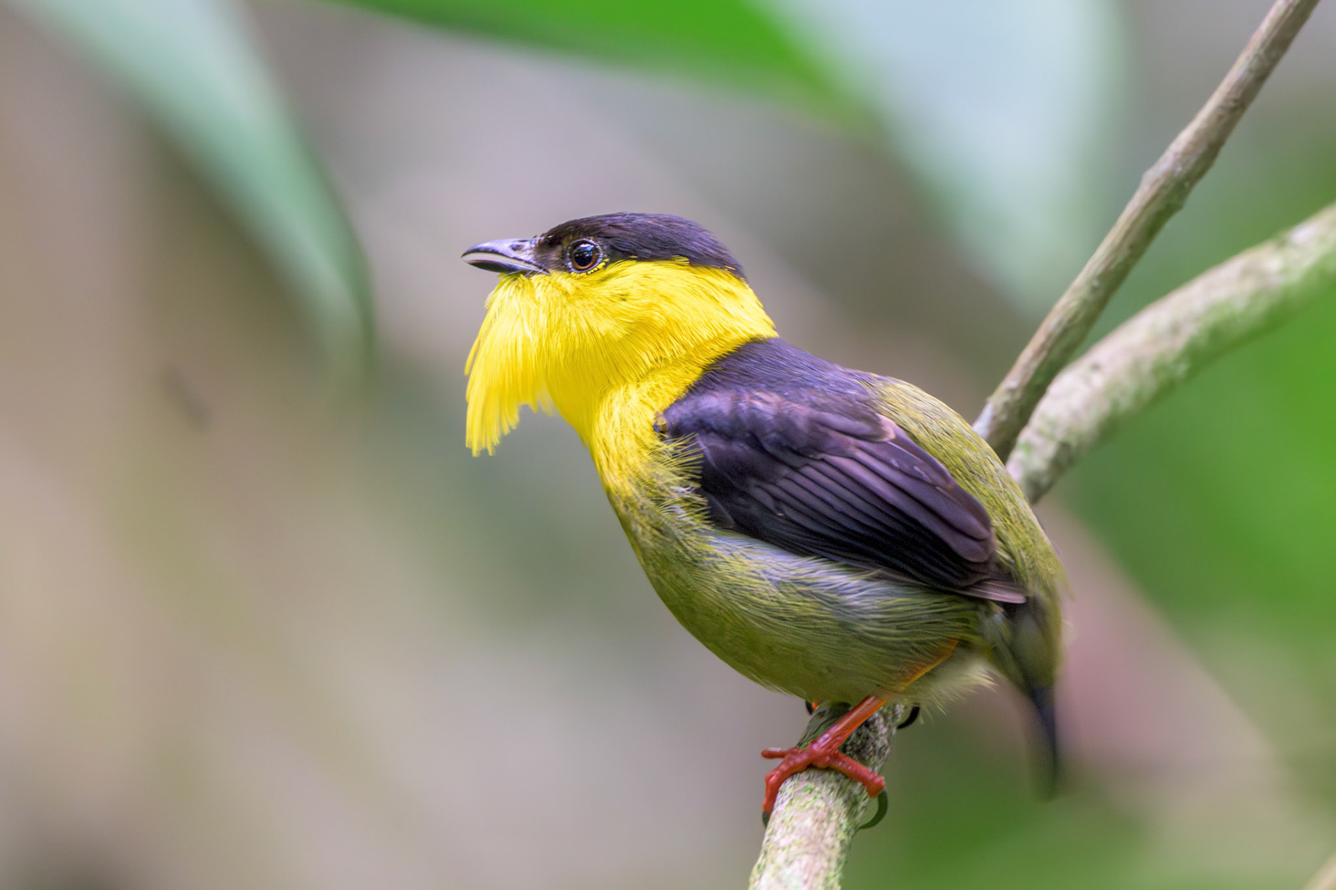 Golden-collared Manakin