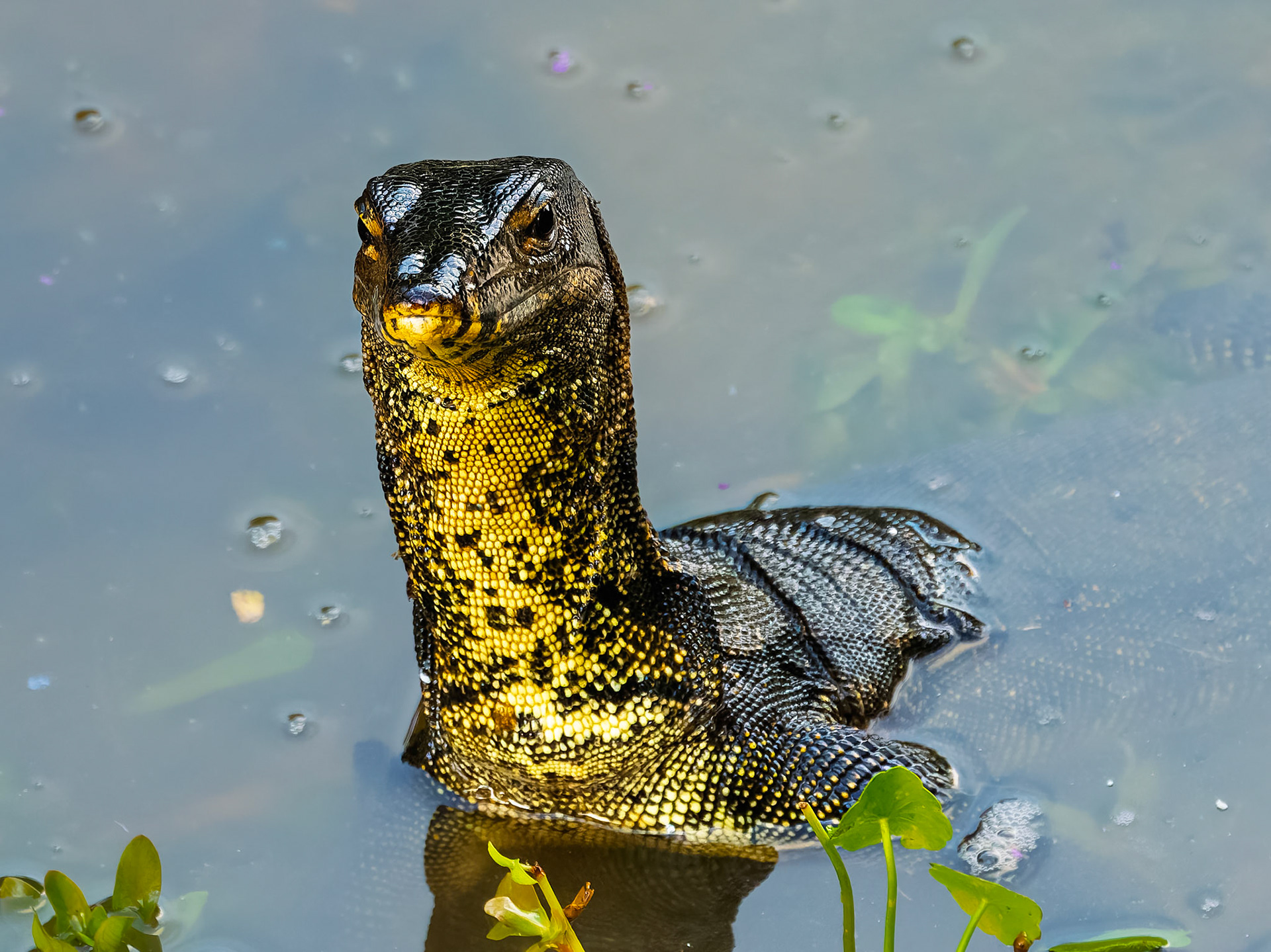 Singapore - Malayan Water Monitor Lizard