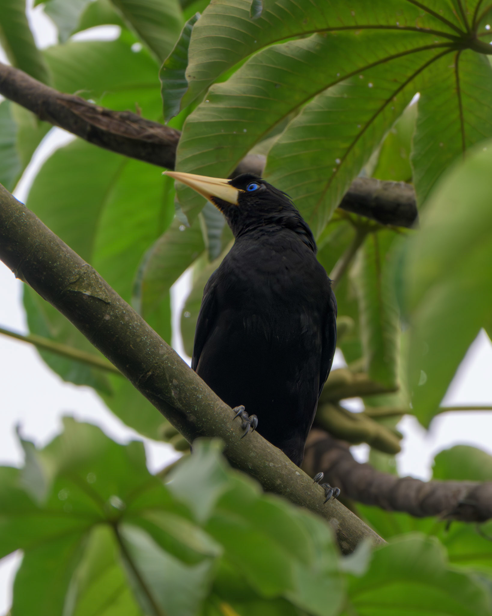 Crested Oropendola