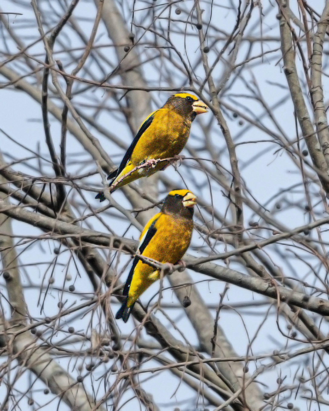 Evening Grosbeak