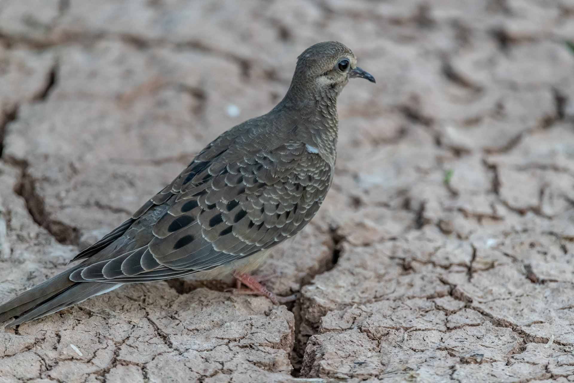 Common ground dove