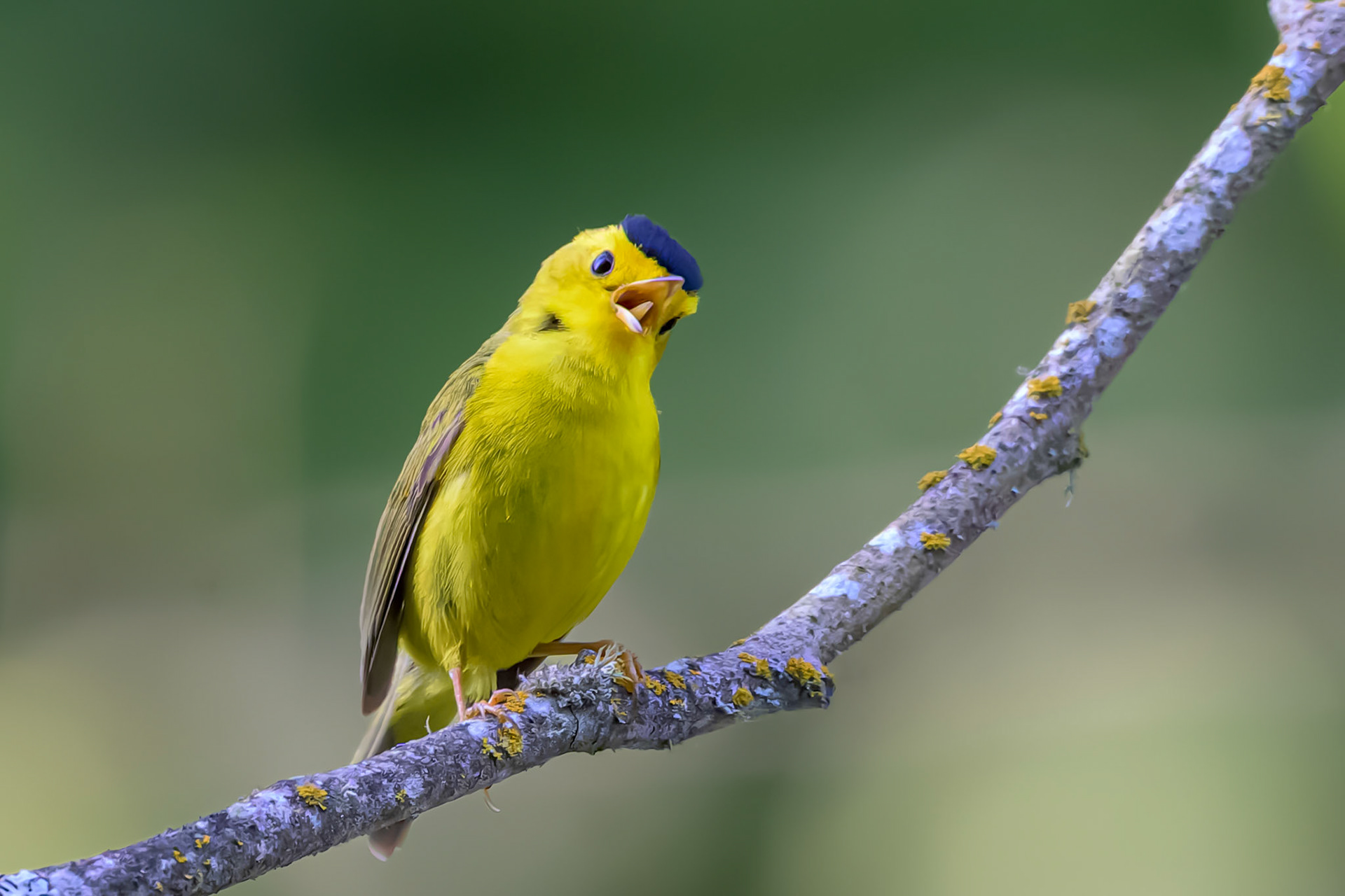 Wilson's warbler