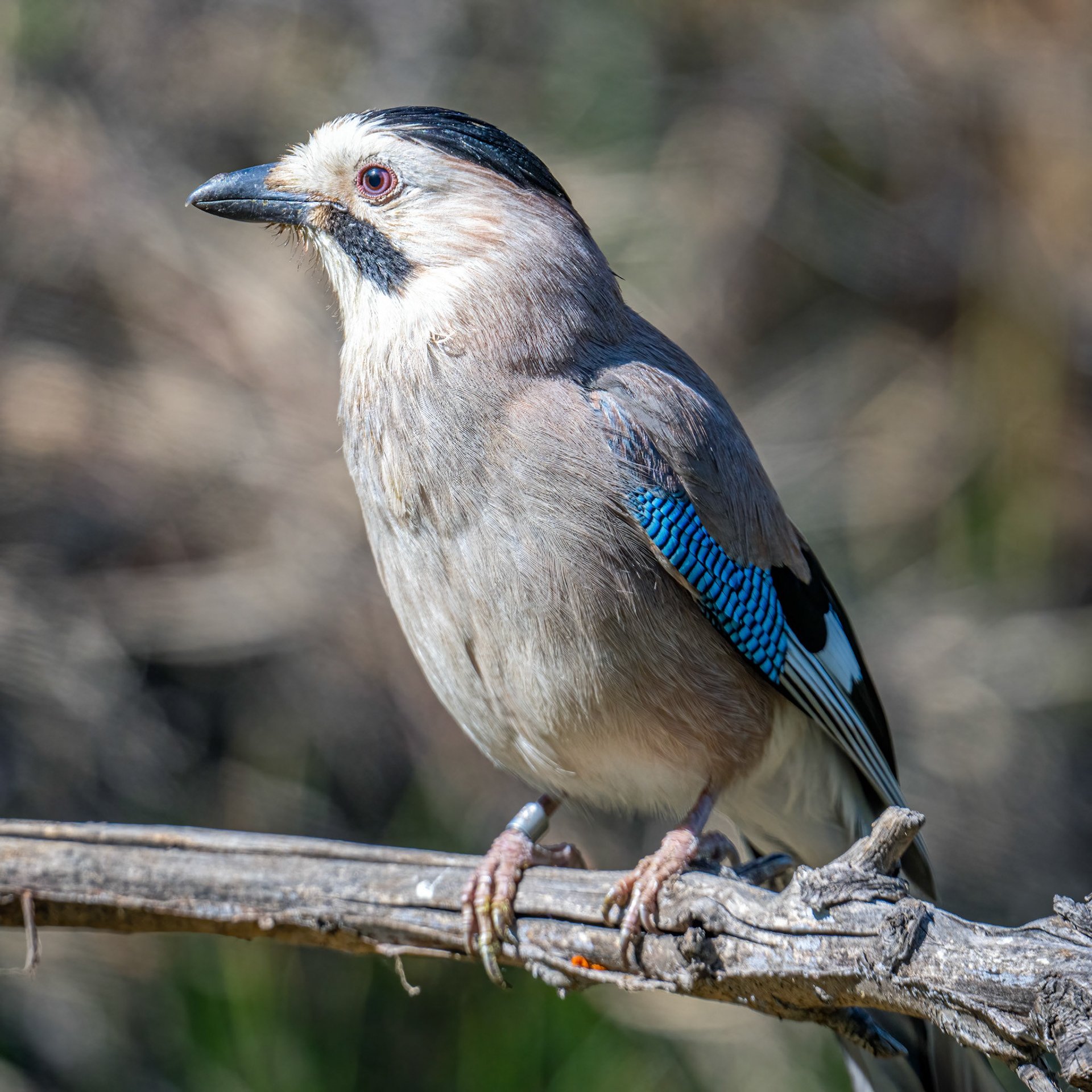 Eurasian jay