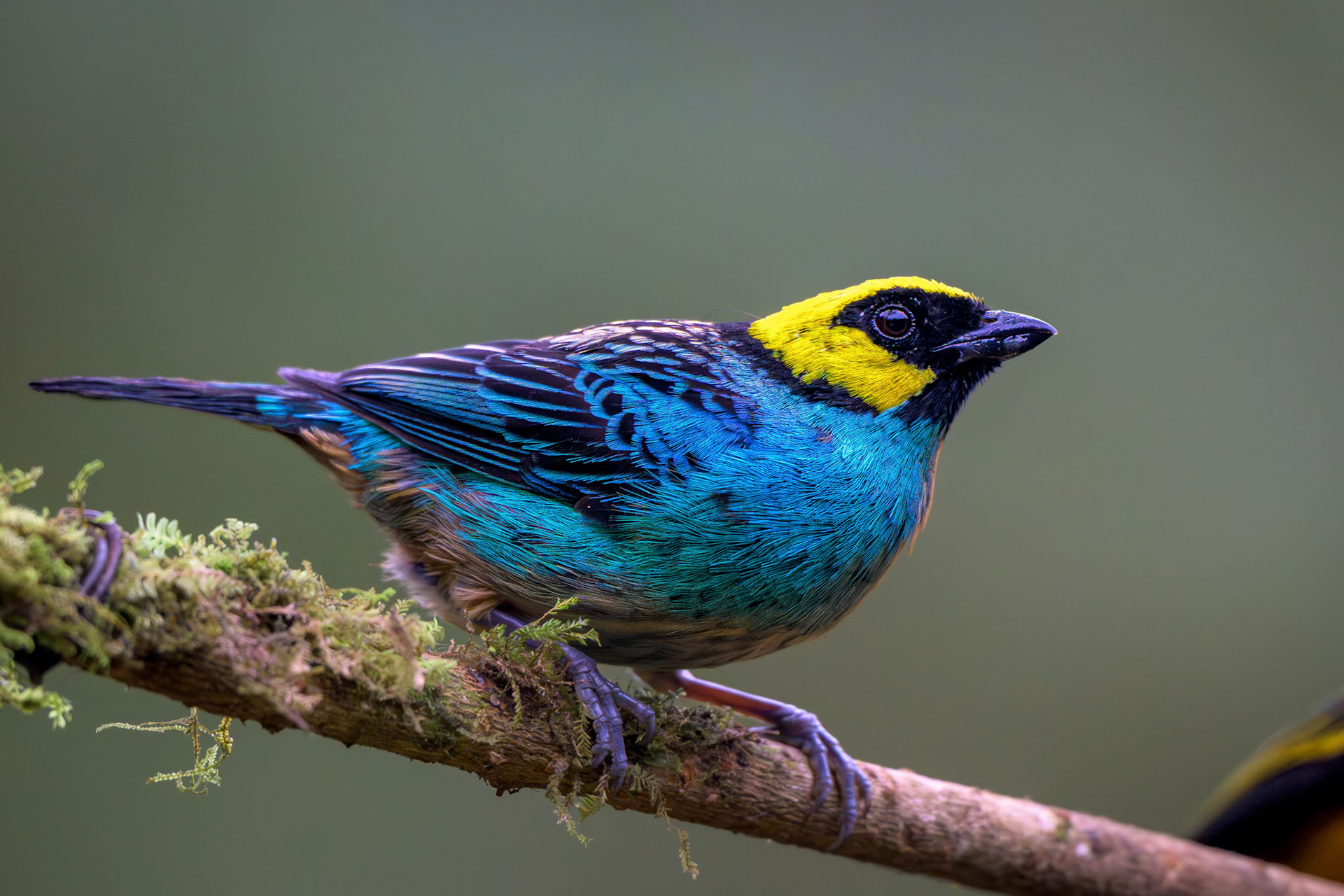 Saffron-crowned Tanager