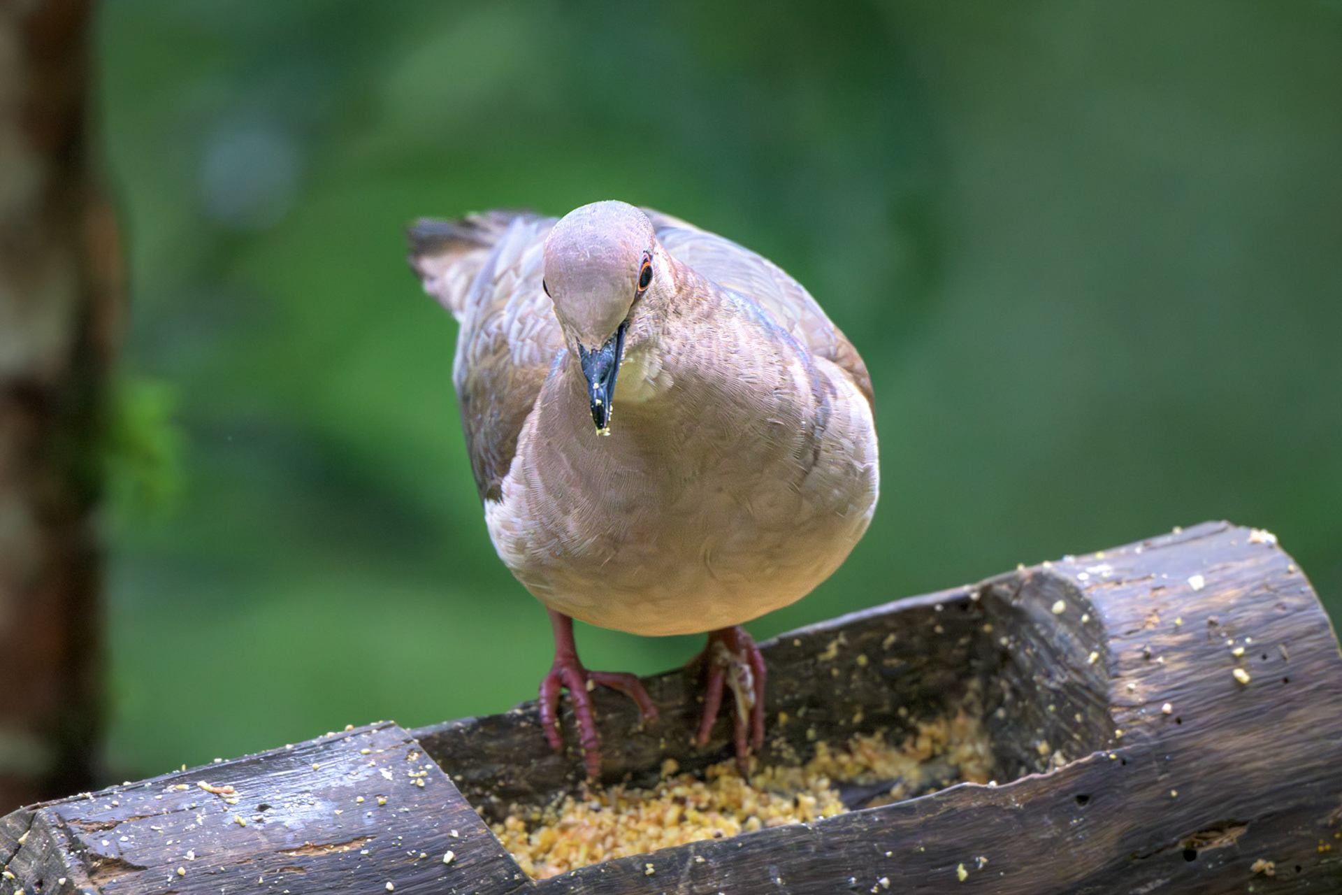 White-tipped Dove