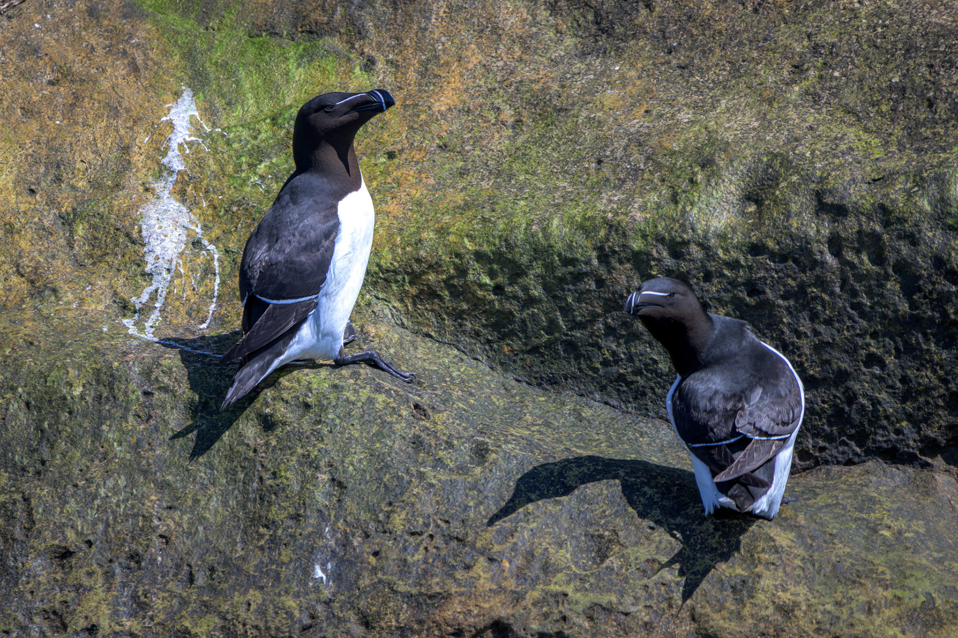 Razorbill