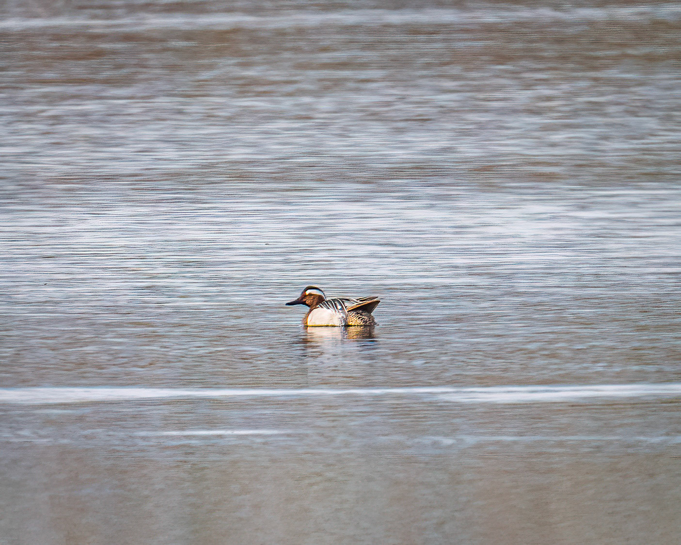 Garganey