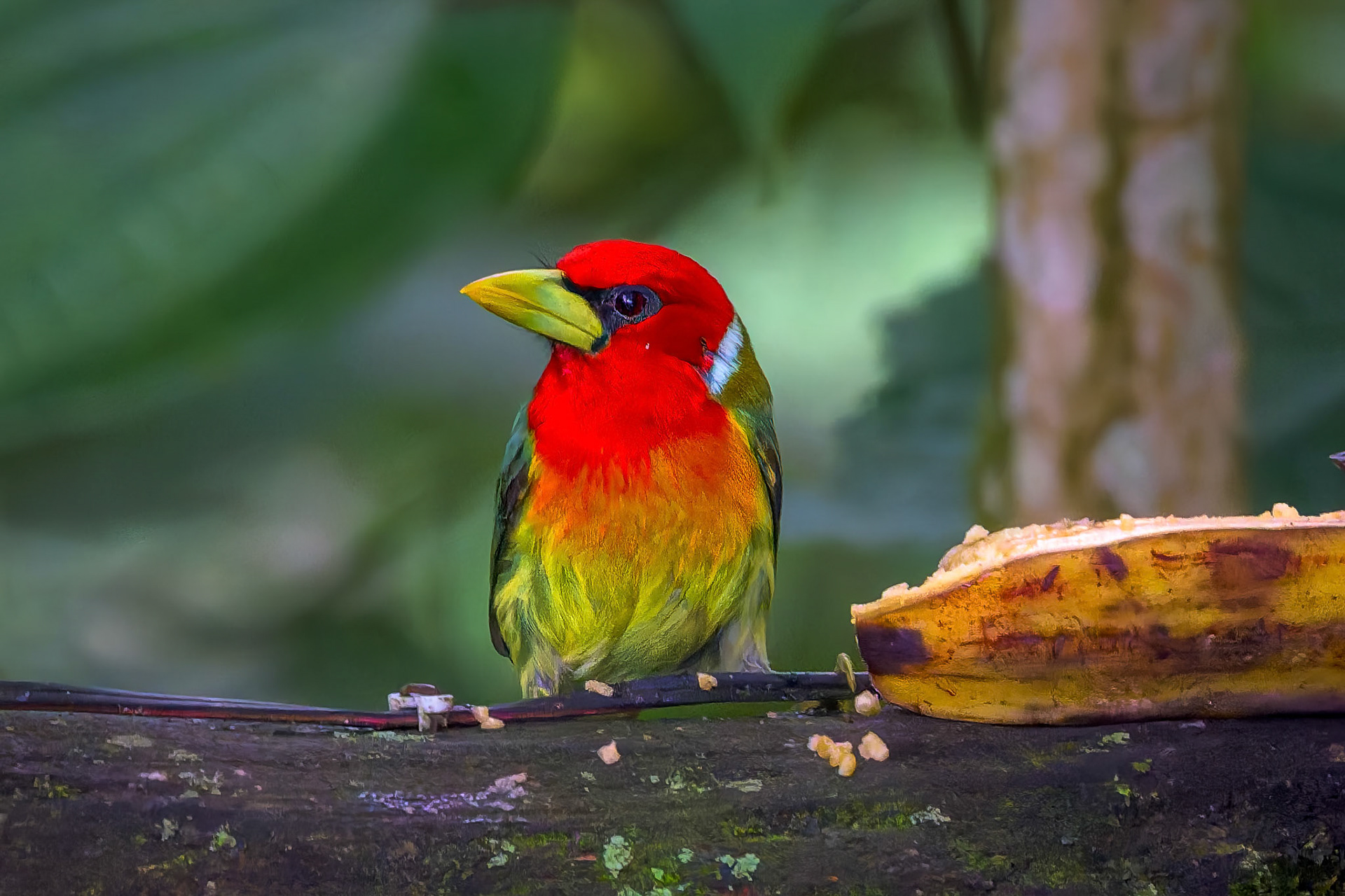 Red-headed Barbet