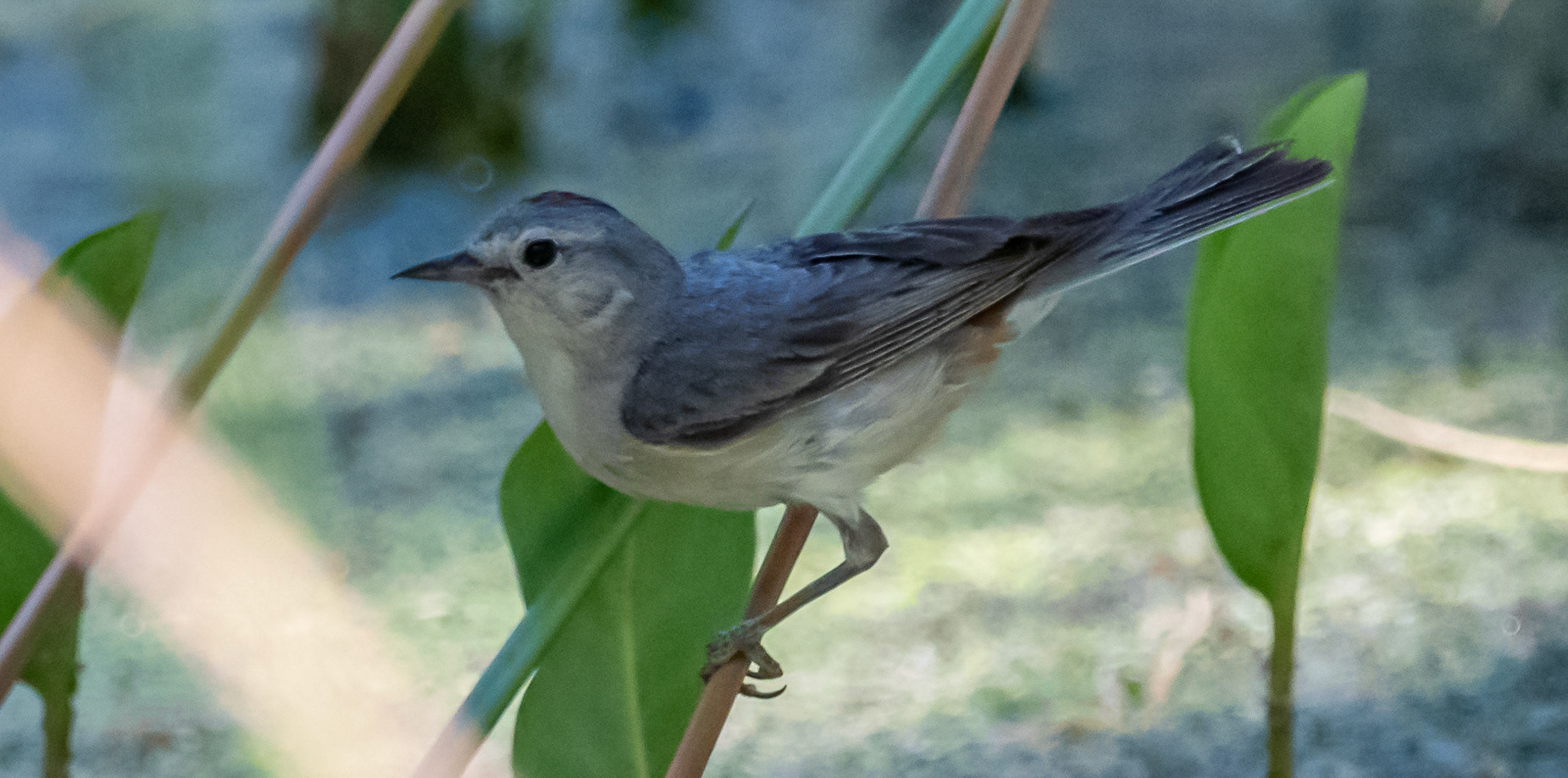 Lucy's warbler