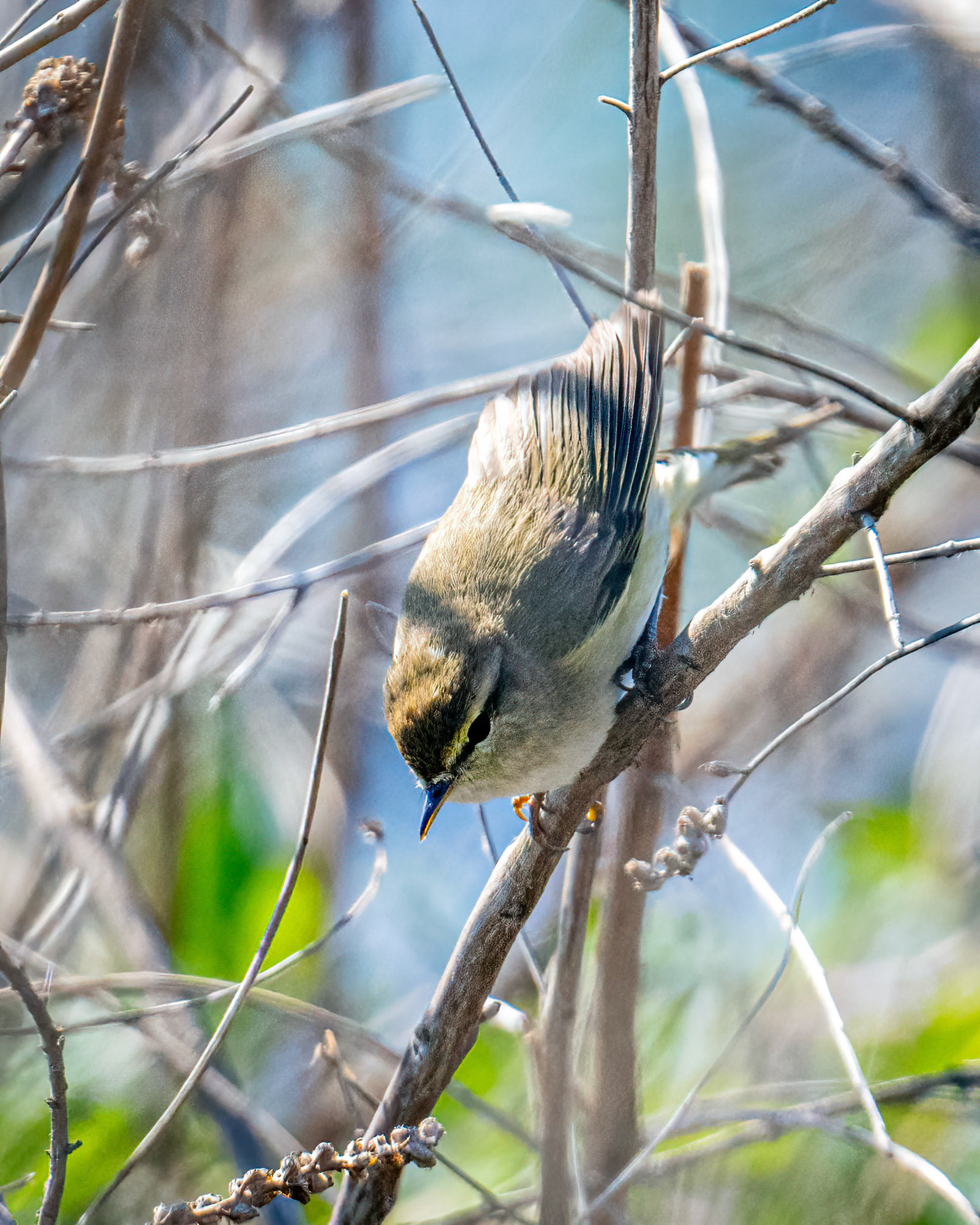 Eurasian reed warbler