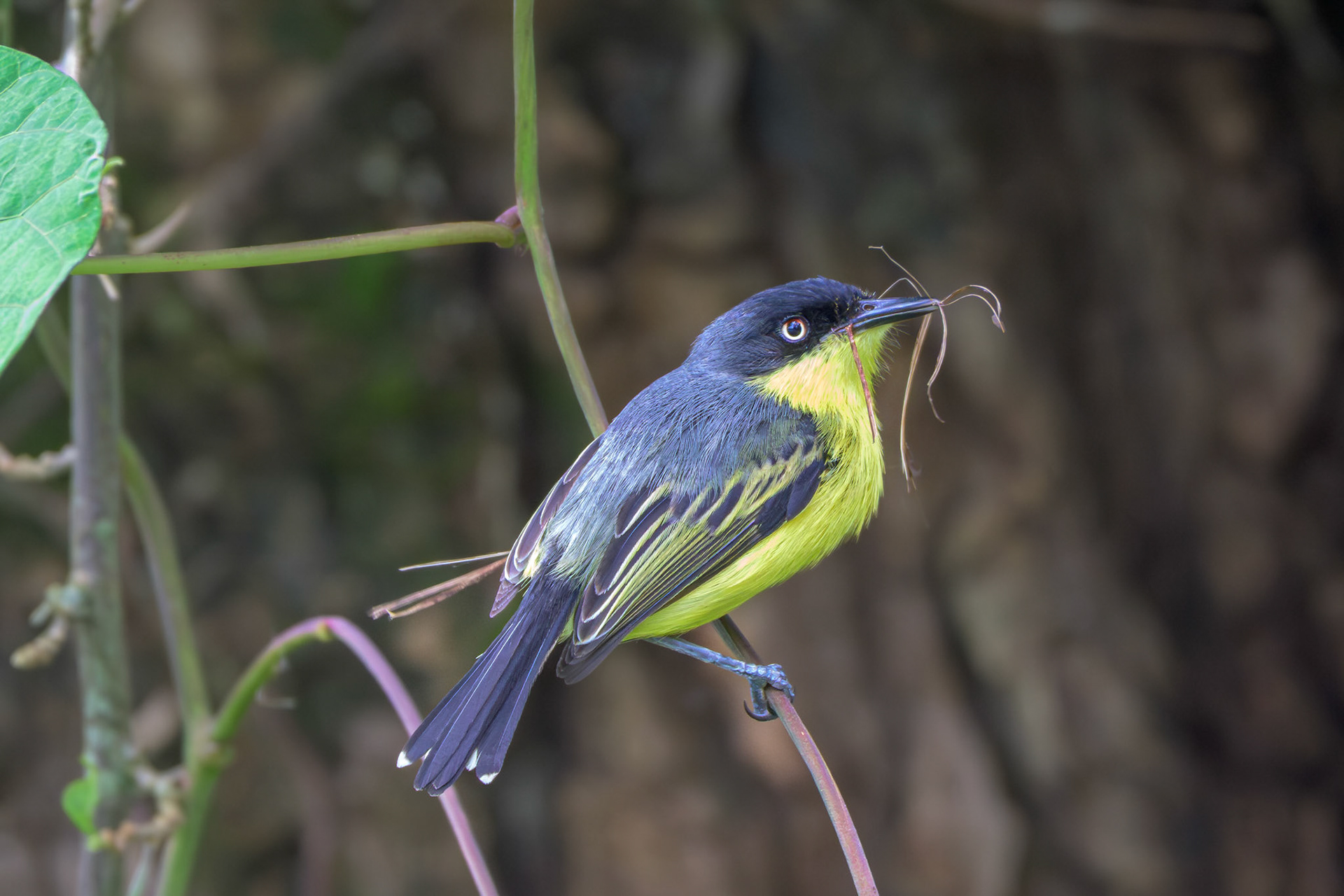 Common Tody-flycatcher