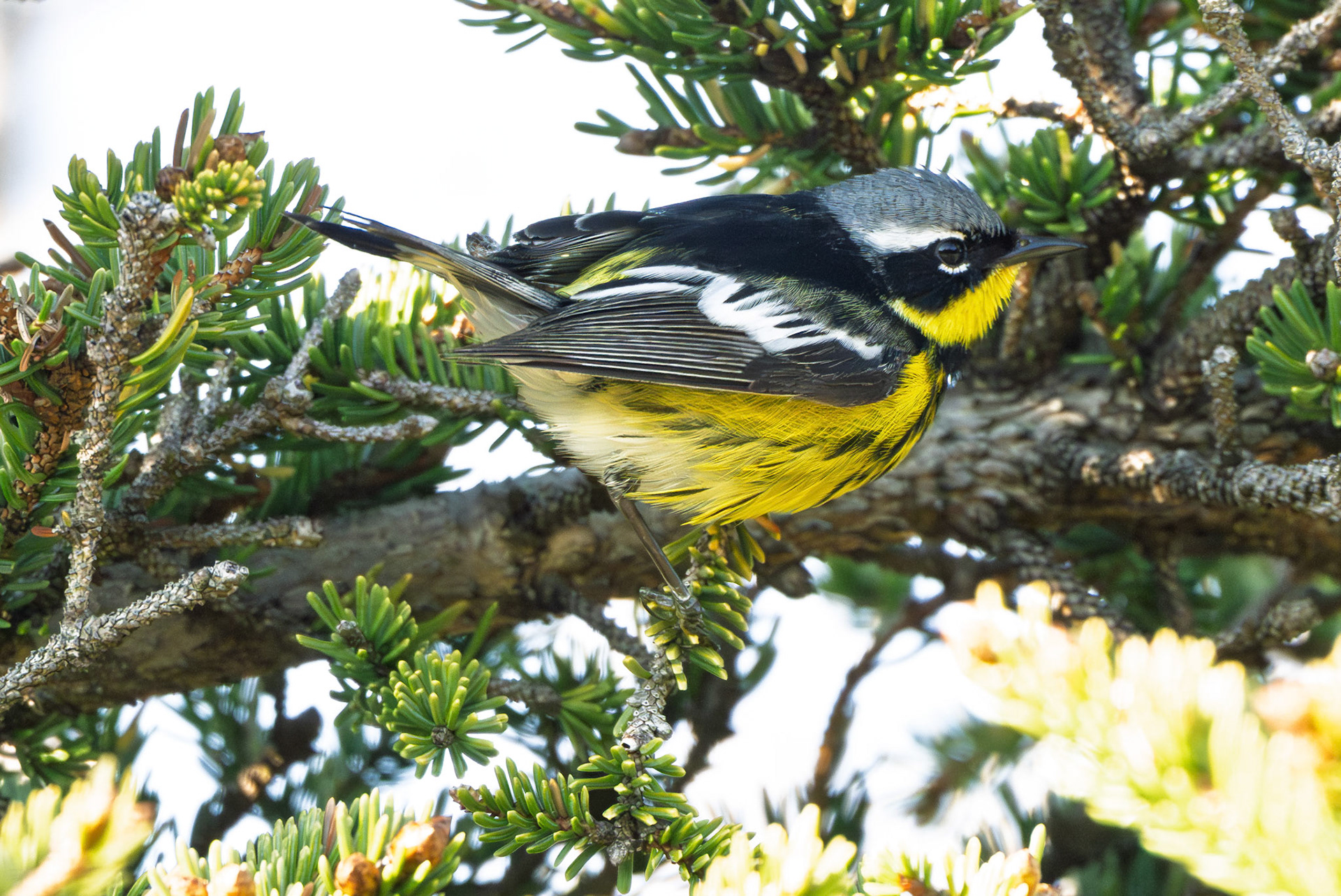 Magnolia Warbler