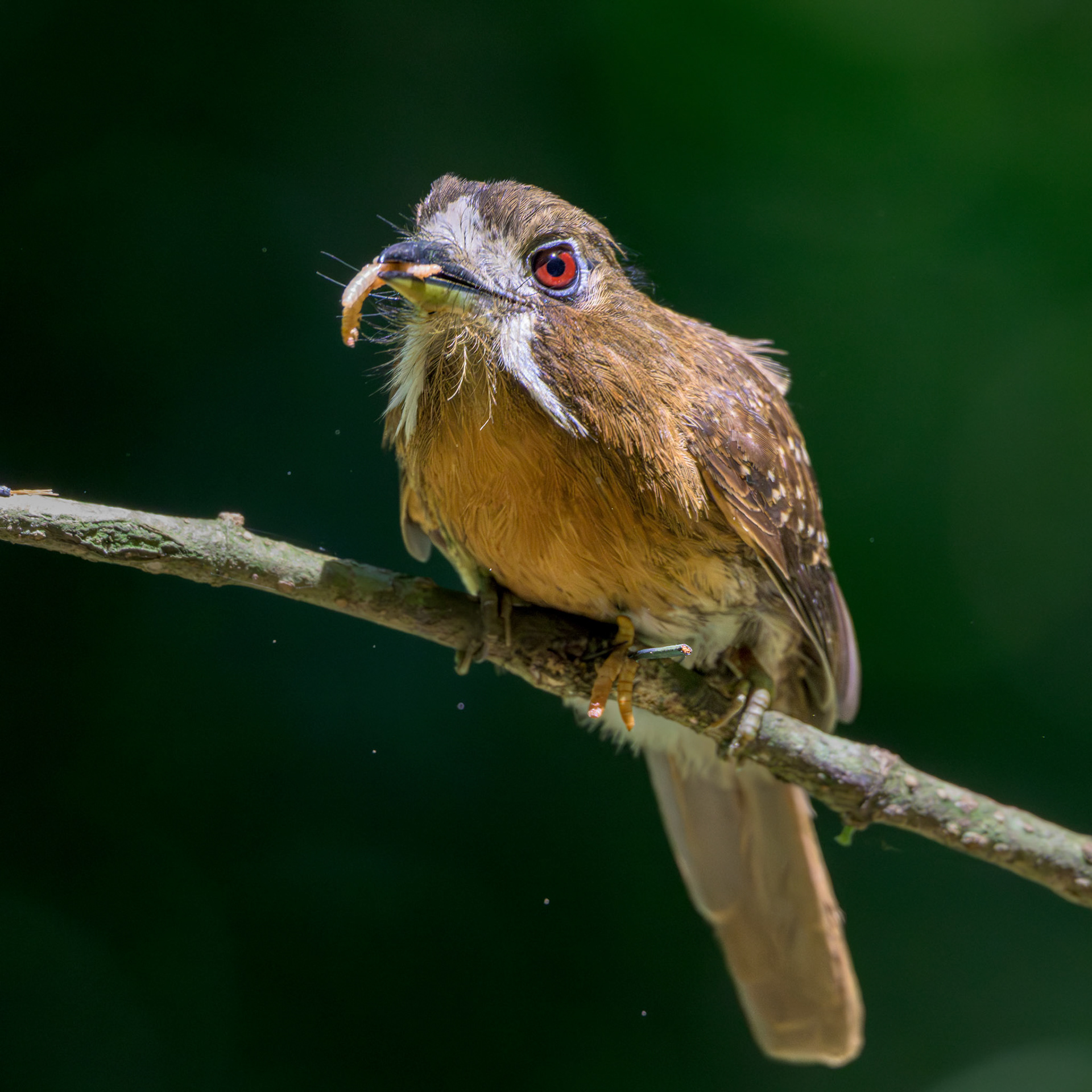 Moustached Puffbird