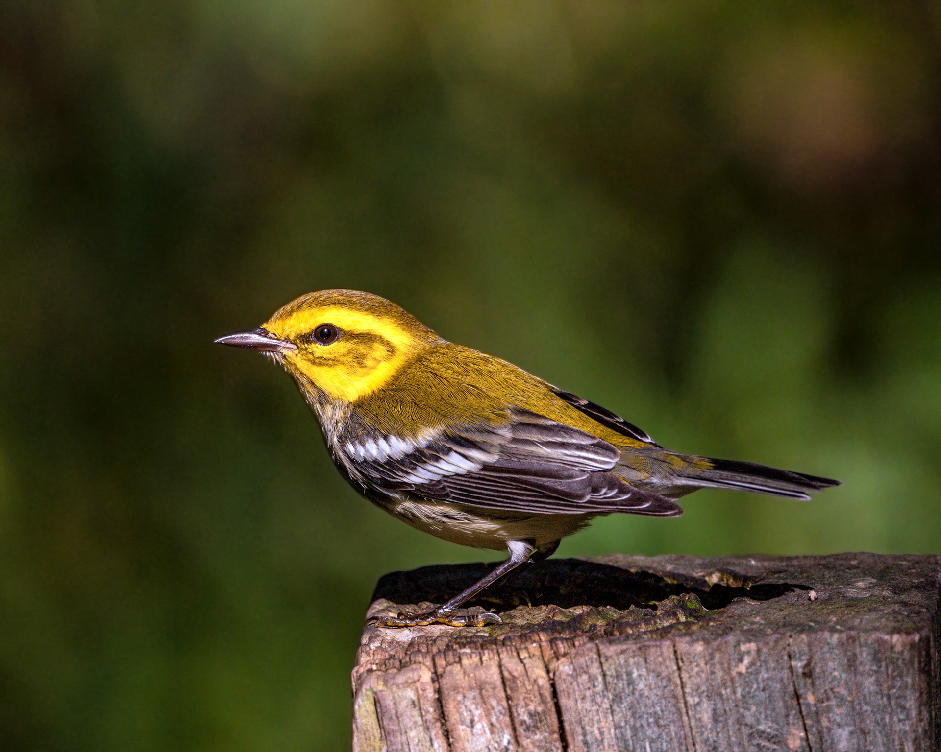 Blabk-throated green warbler