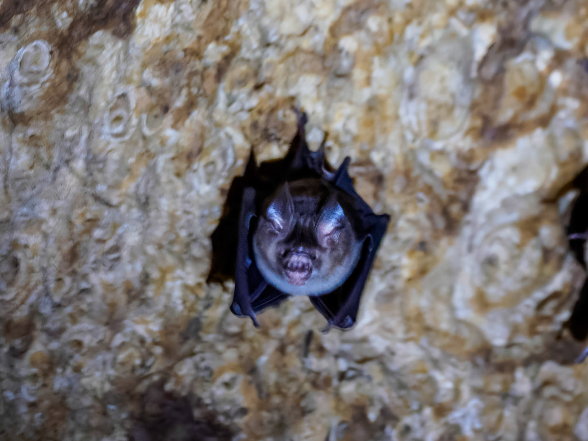 Khao Yai NP - Horseshoe bat