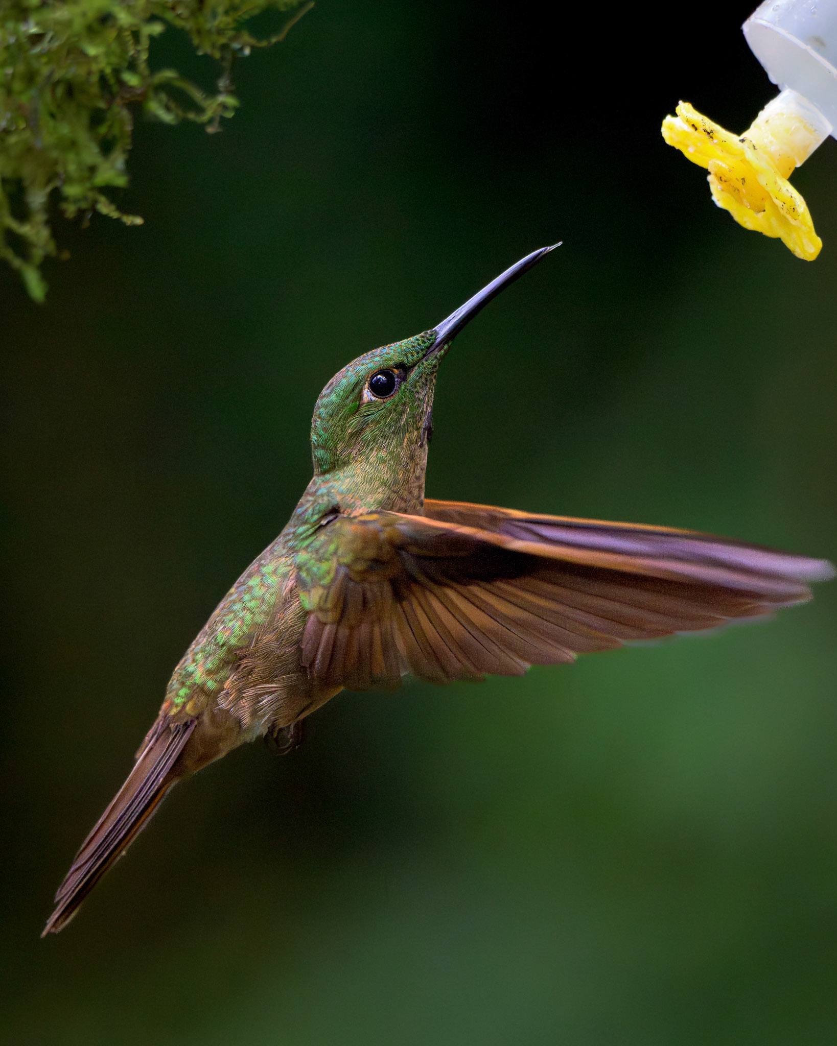 Fawn-breasted Brilliant