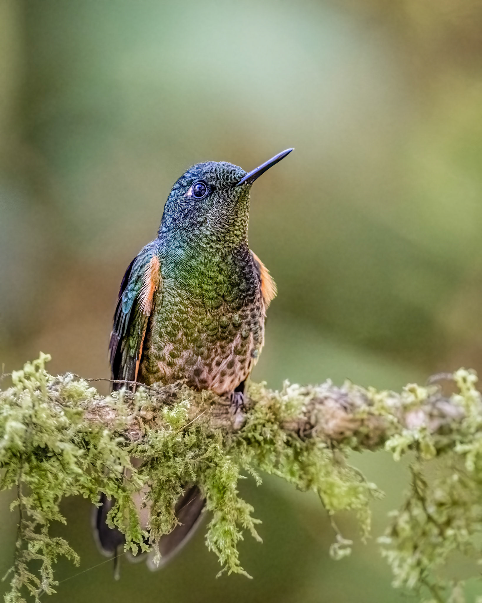 Buff-tailed coronet hummingbird